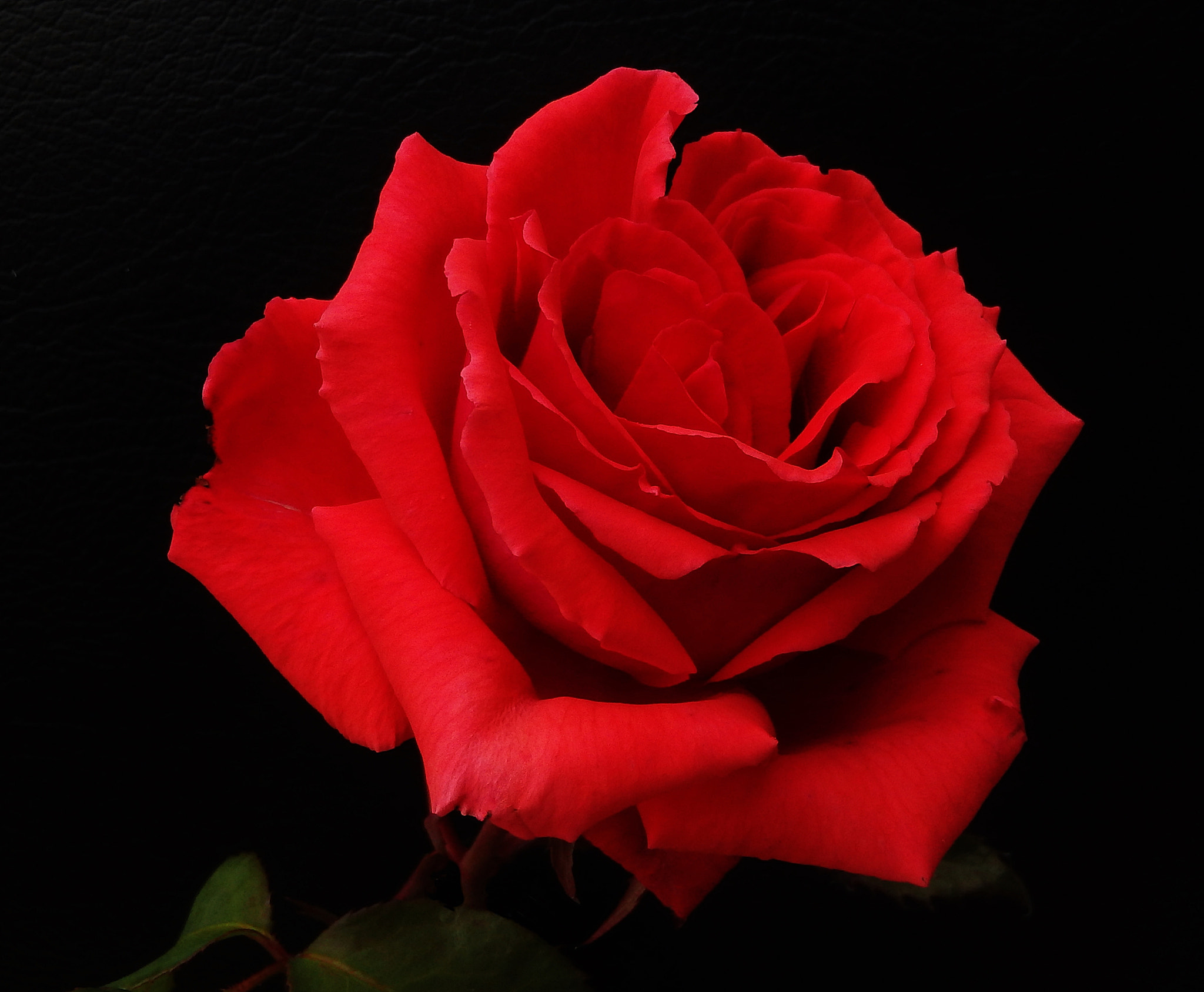 Olympus TG-830 sample photo. Red rose on black........ photography