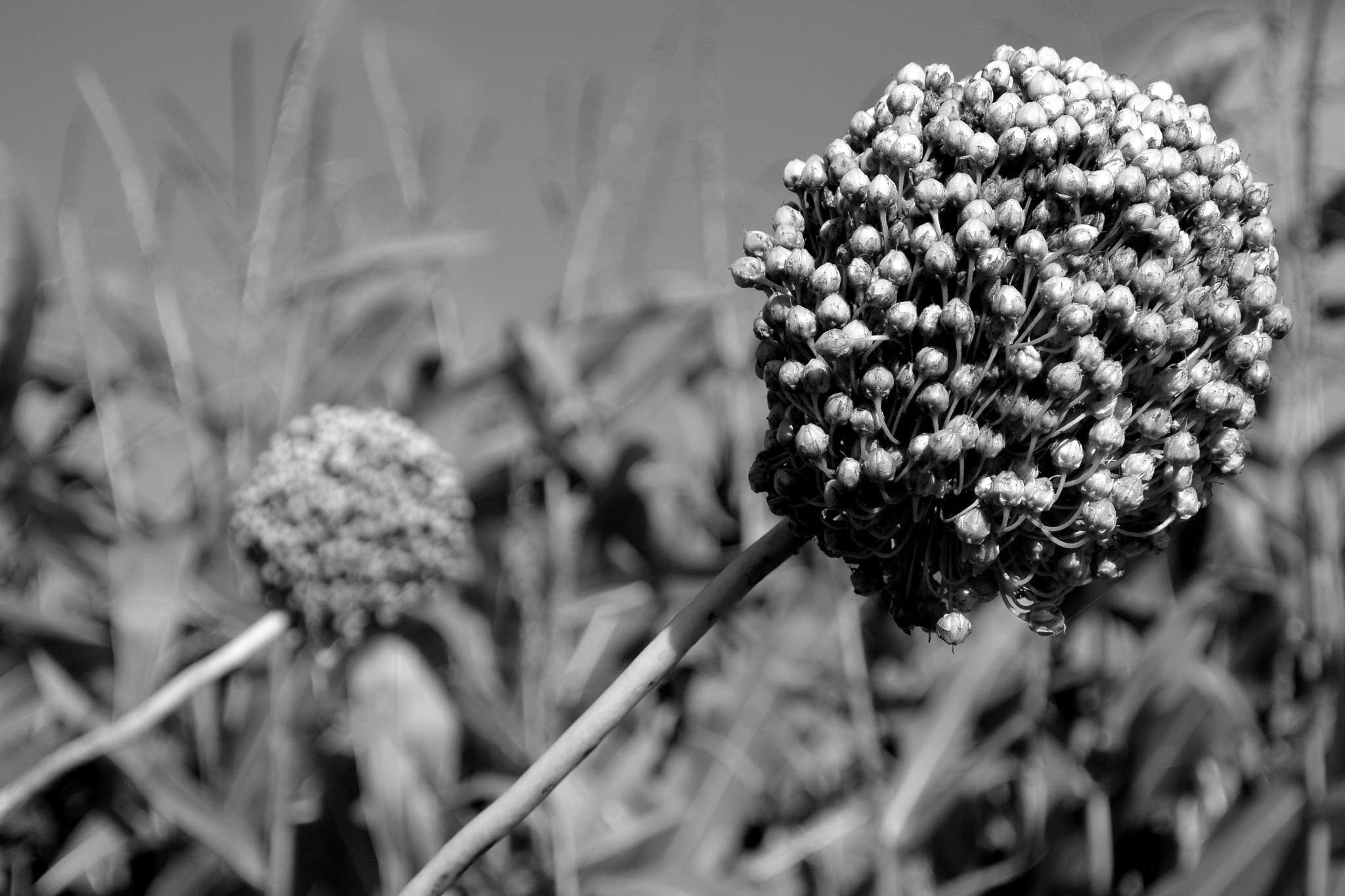 Nikon 1 J3 sample photo. Blob flower photography