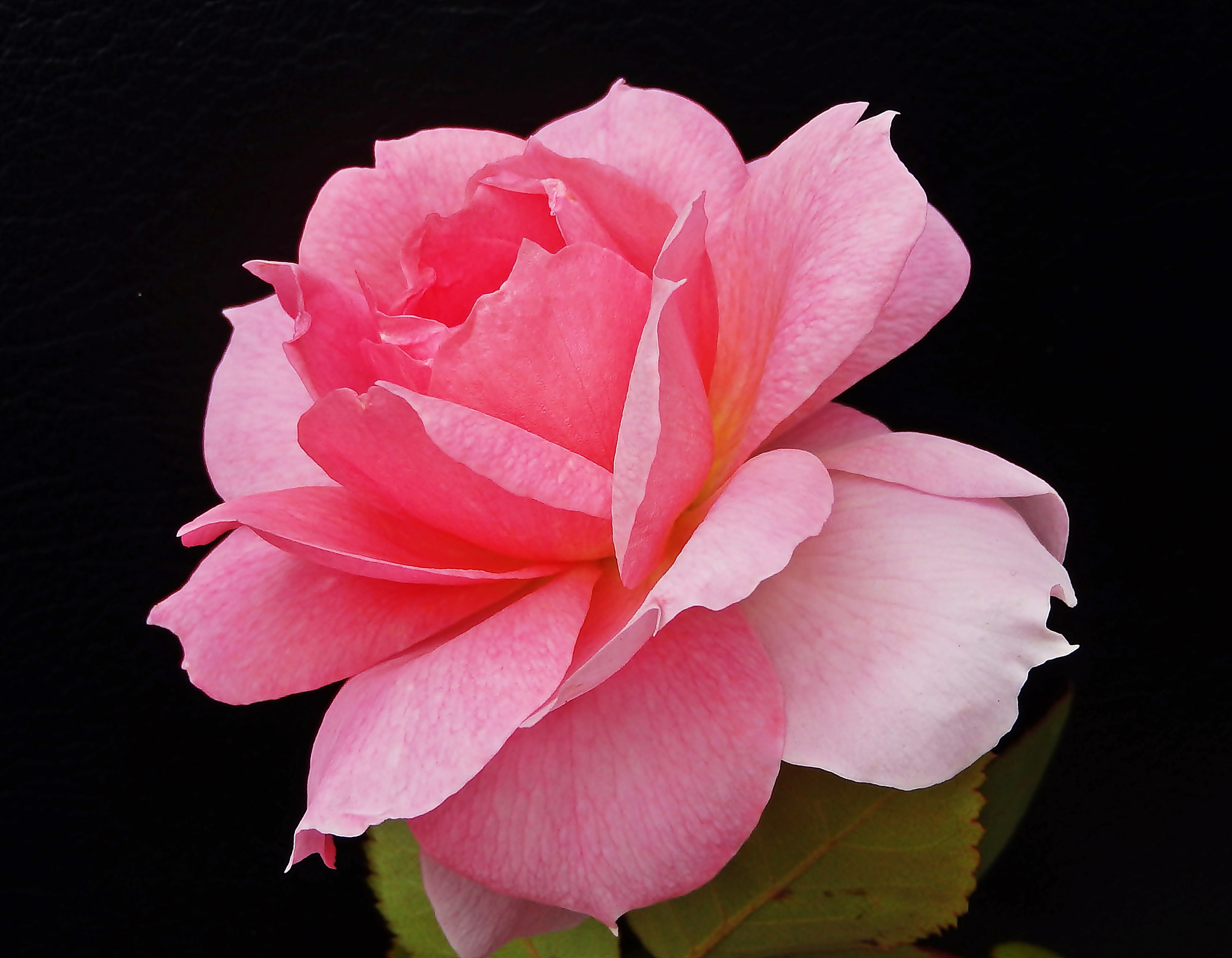 Olympus TG-830 sample photo. Pink rose on black ii photography