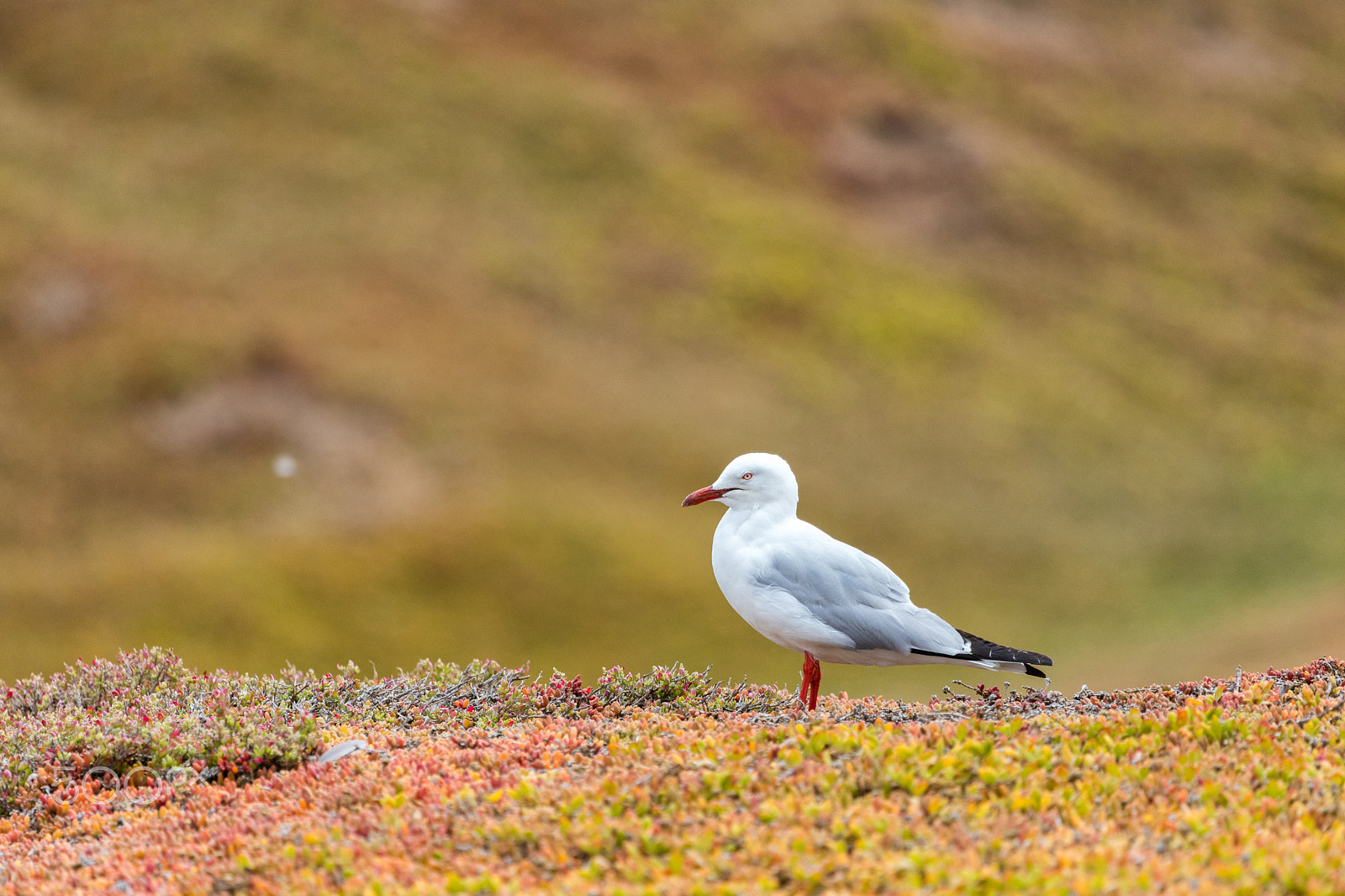 Canon EF 100-400mm F4.5-5.6L IS USM sample photo. Seagull on phillip island photography