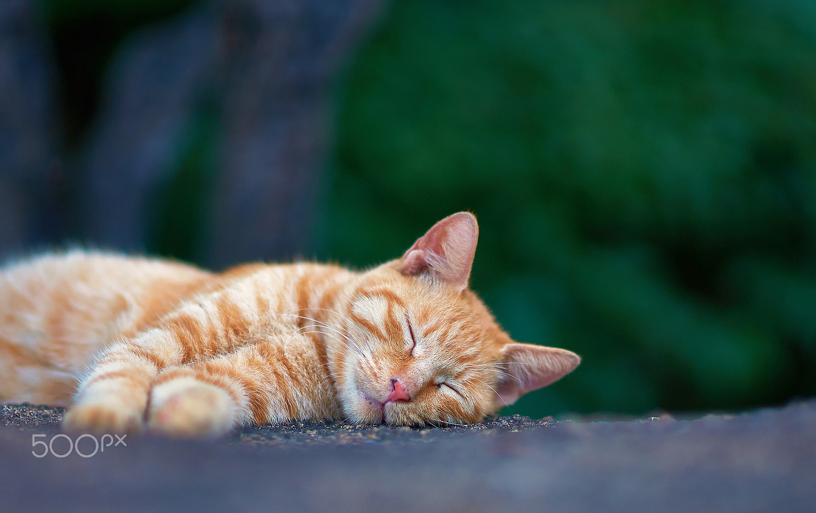 Sony Planar T* 85mm F1.4 ZA sample photo. Good dreams ... photography