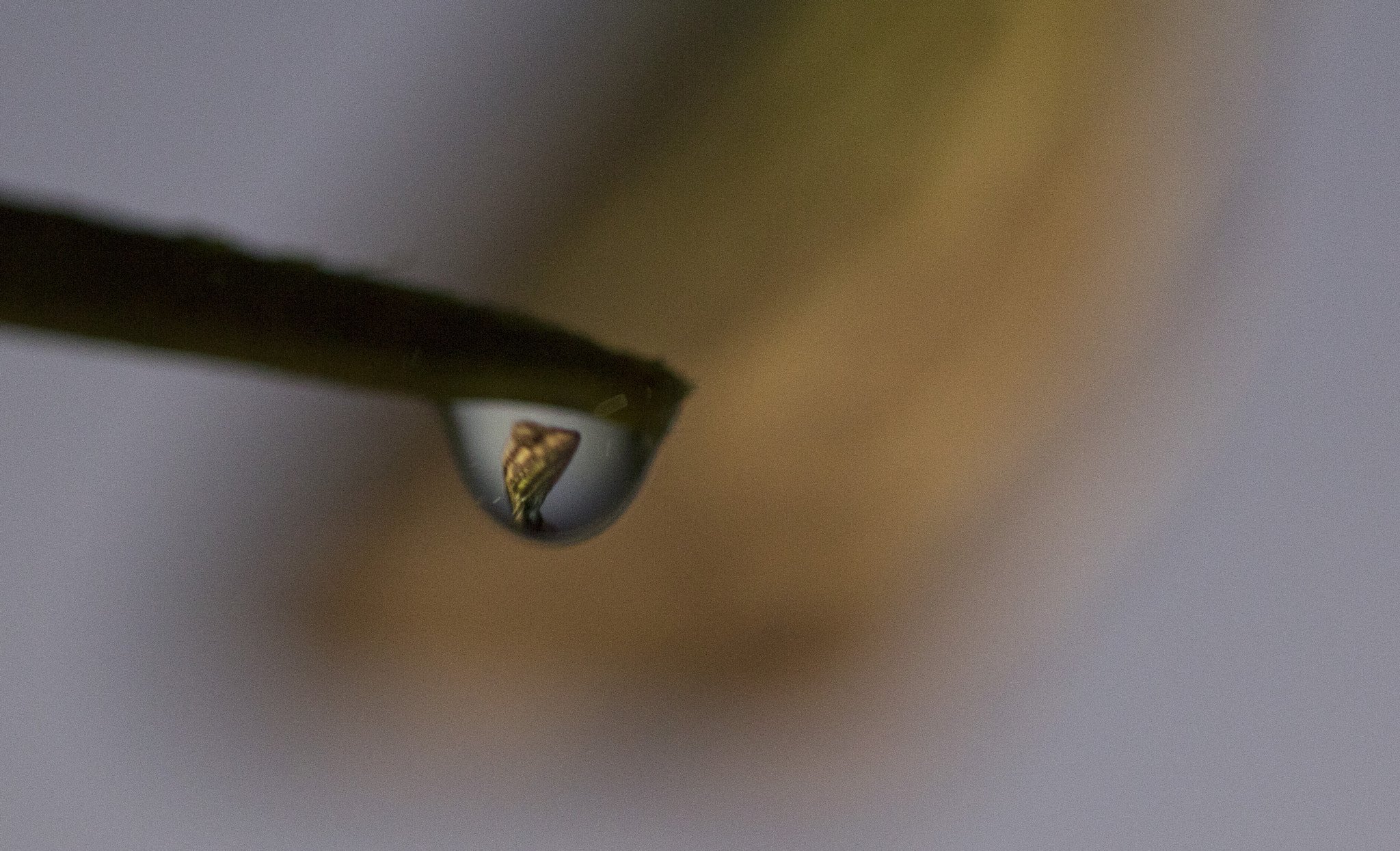 Canon EF 100mm F2.8L Macro IS USM sample photo. Leazrad photography