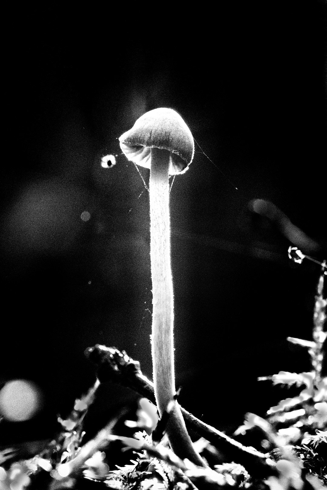 Canon EF 100mm F2.8L Macro IS USM sample photo. The unexpected meeting between a mushroom and sun photography