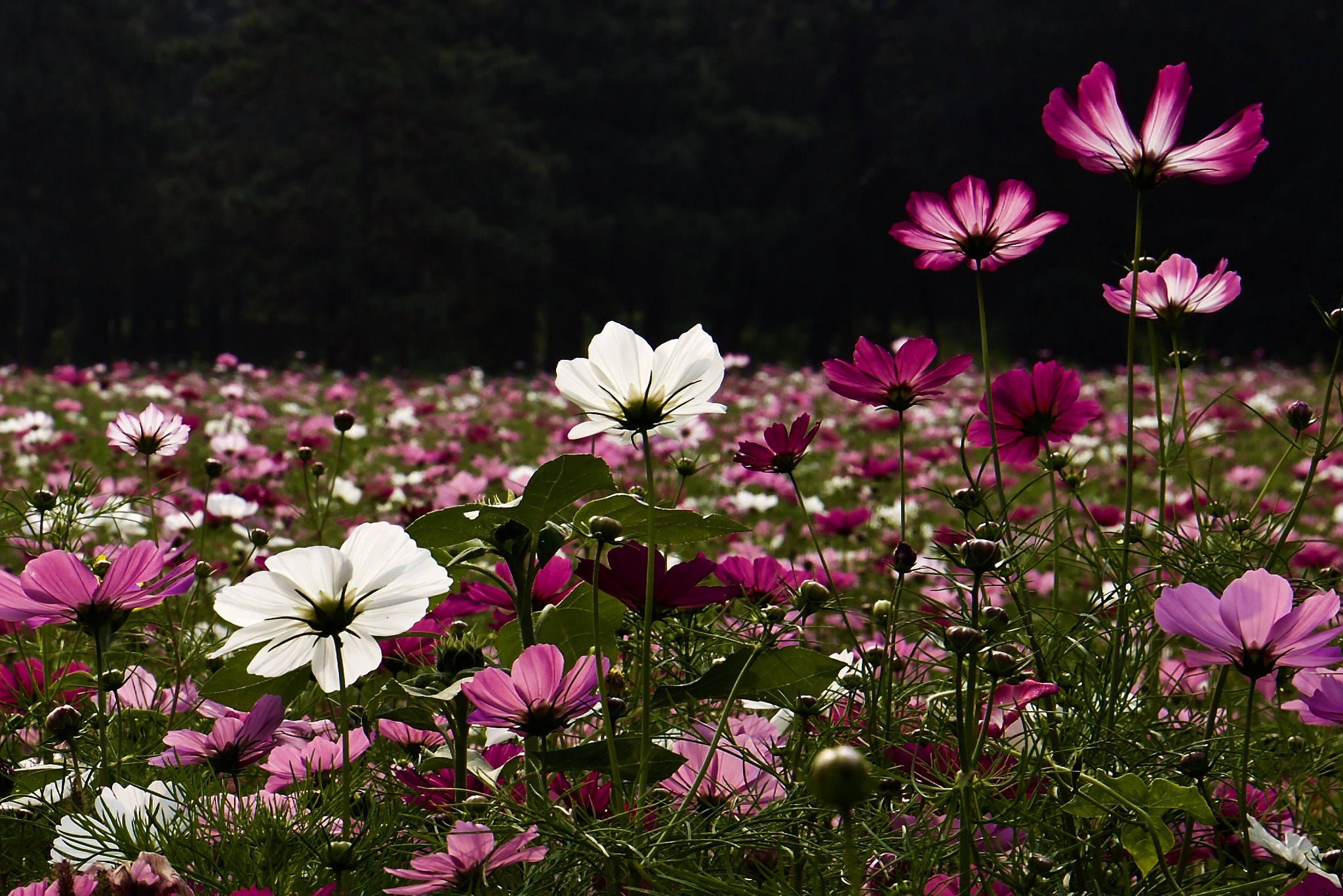 Canon EOS 5DS R + Canon EF 16-35mm F4L IS USM sample photo