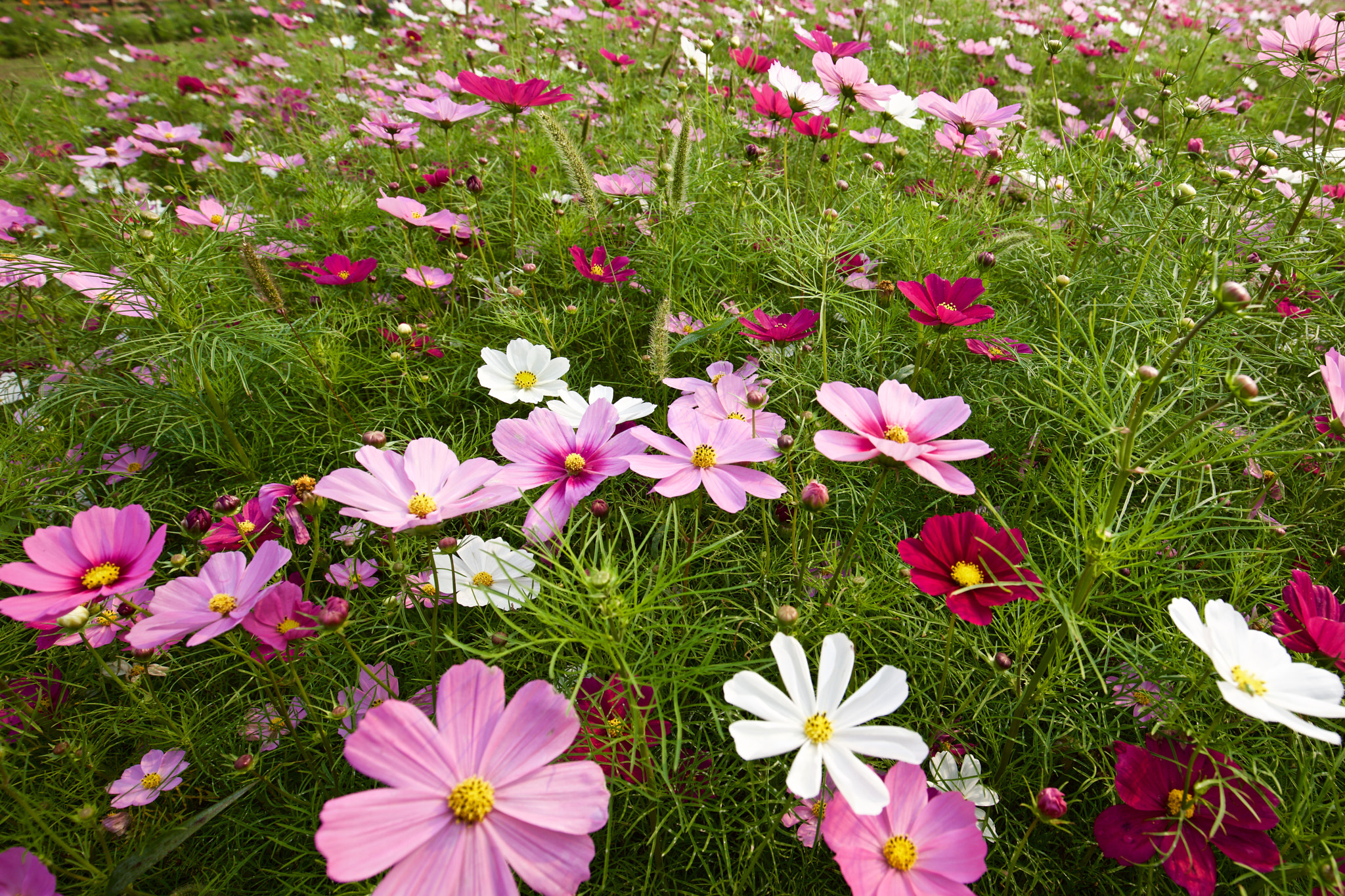 Canon EOS 5DS R + Canon EF 16-35mm F4L IS USM sample photo