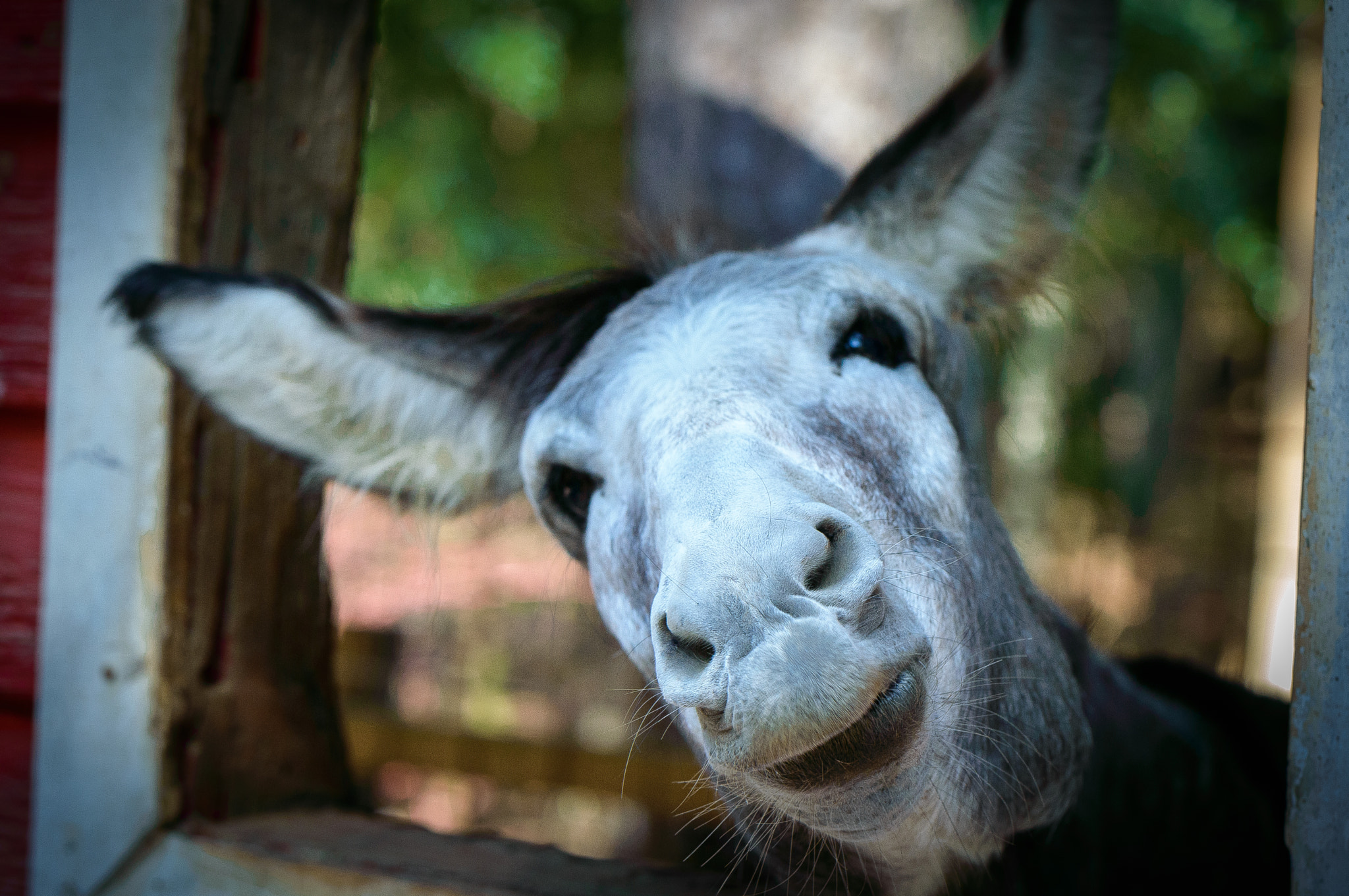 Nikon D3200 + Sigma 105mm F2.8 EX DG Macro sample photo. Donkey love photography