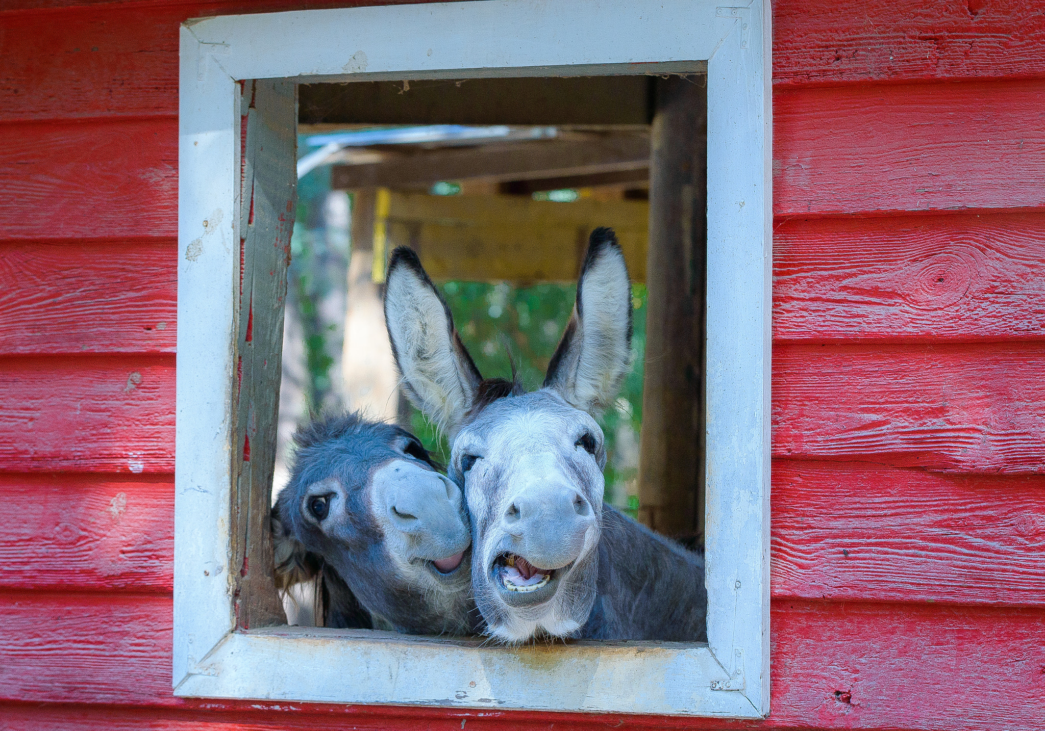 Nikon D3200 + Sigma 105mm F2.8 EX DG Macro sample photo. Donkey love photography