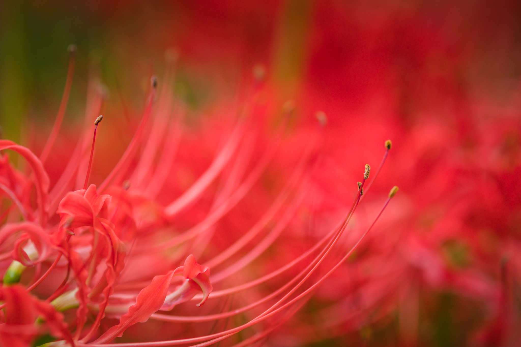 Fujifilm X-Pro2 sample photo. Red spider lily photography