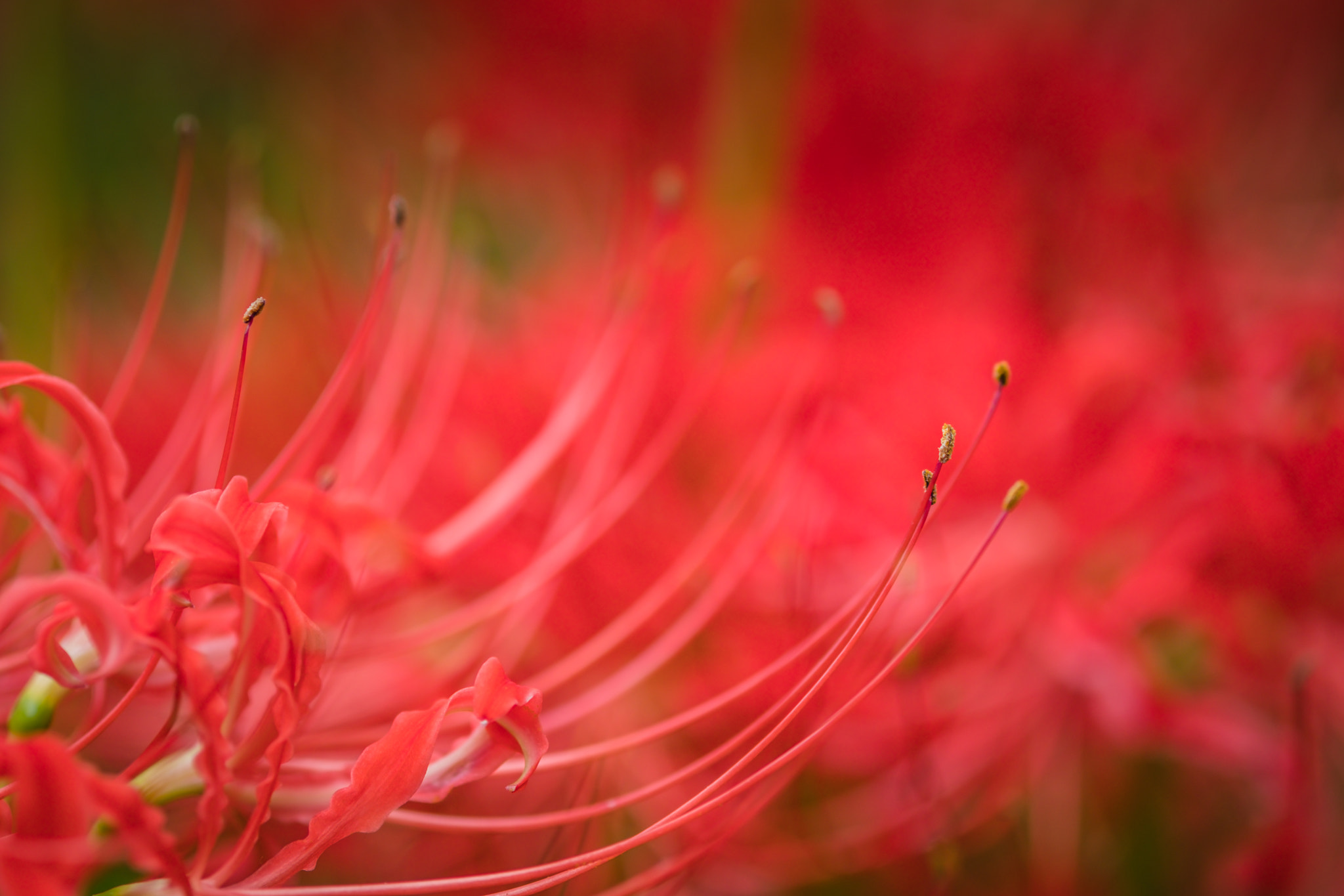Fujifilm X-Pro2 + Fujifilm XF 60mm F2.4 R Macro sample photo. Red spider lily photography