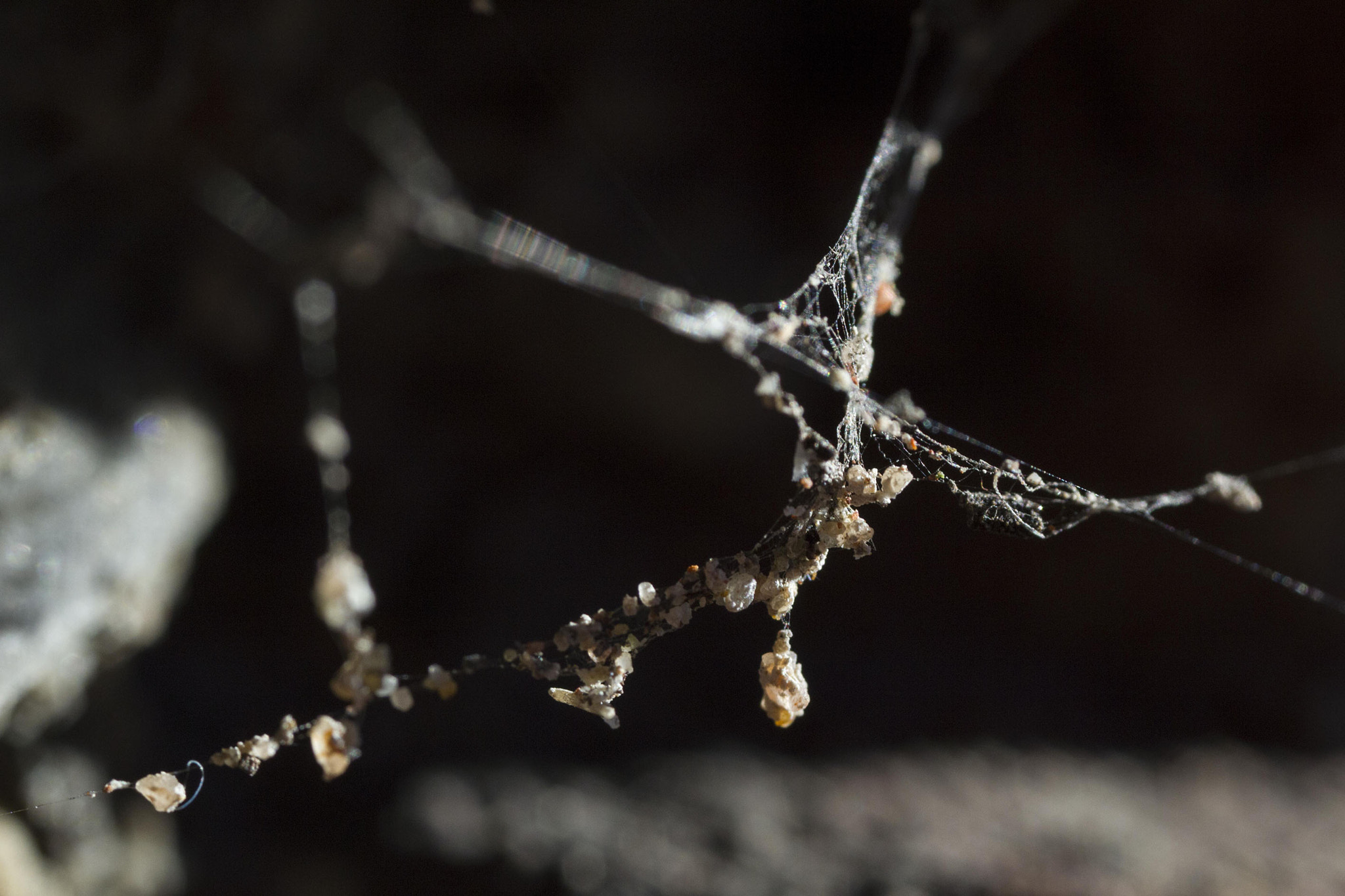 Canon MP-E 65mm F2.5 1-5x Macro Photo sample photo. Small world photography