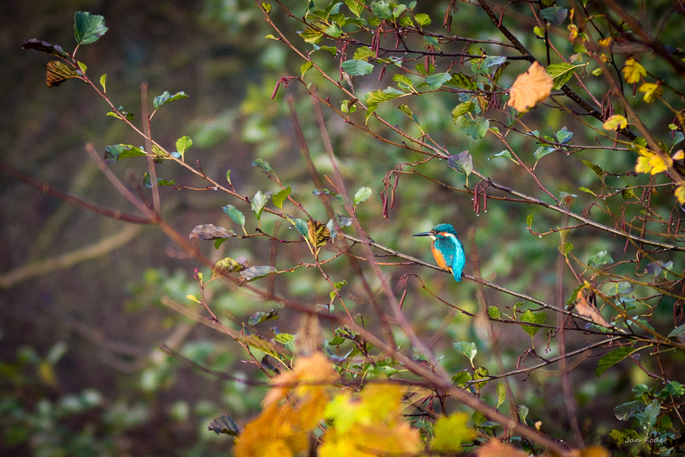 Canon EF 300mm F4L IS USM sample photo. Kingfisher, colors of autumn photography