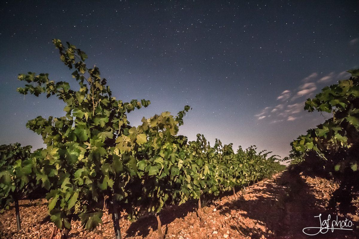 Canon EOS 50D sample photo. Vineyard under the sky photography