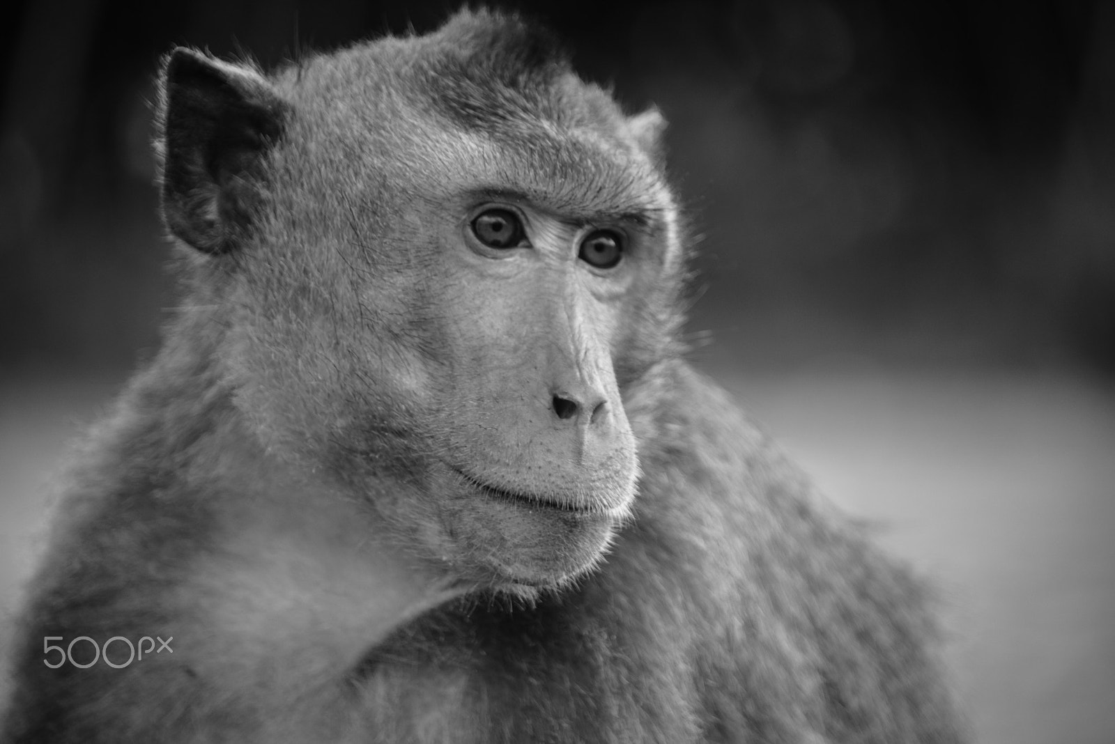 Minolta AF 70-210mm F4.5-5.6 [II] sample photo. Black and white monkey photography