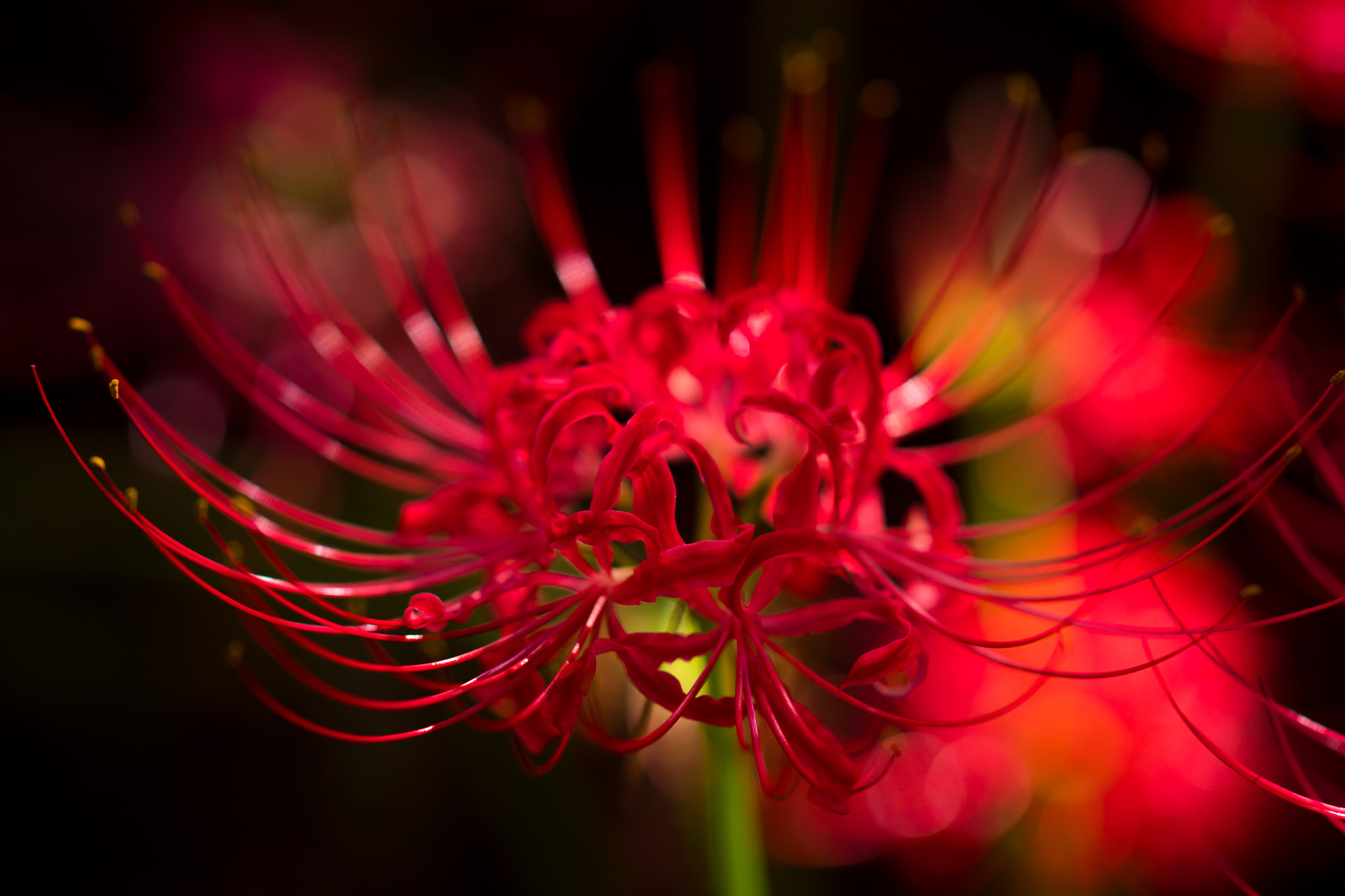 Sony Sonnar T* 135mm F1.8 ZA sample photo. 熾火 photography