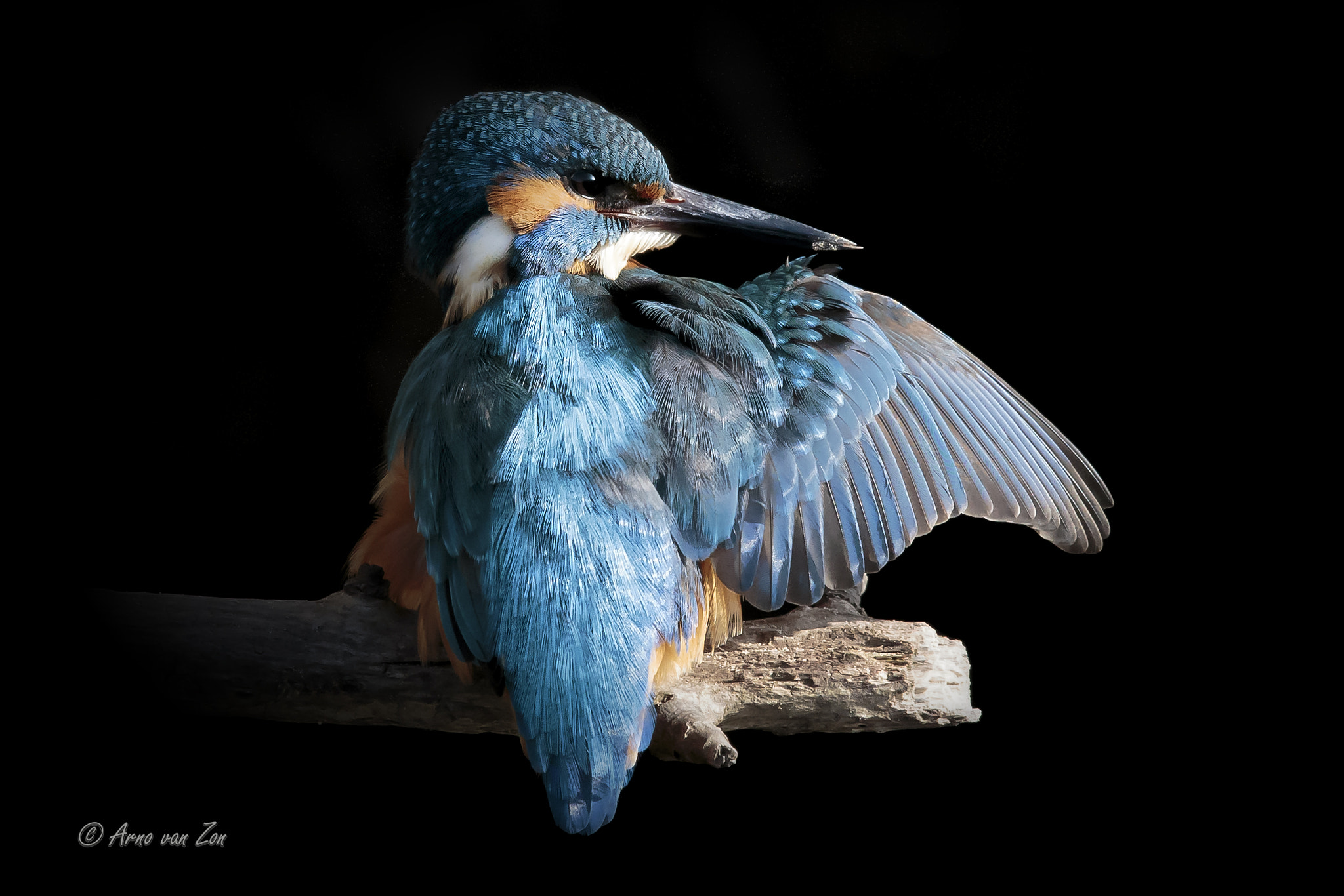 Canon EF 600mm F4L IS II USM sample photo. The king(fisher)... photography