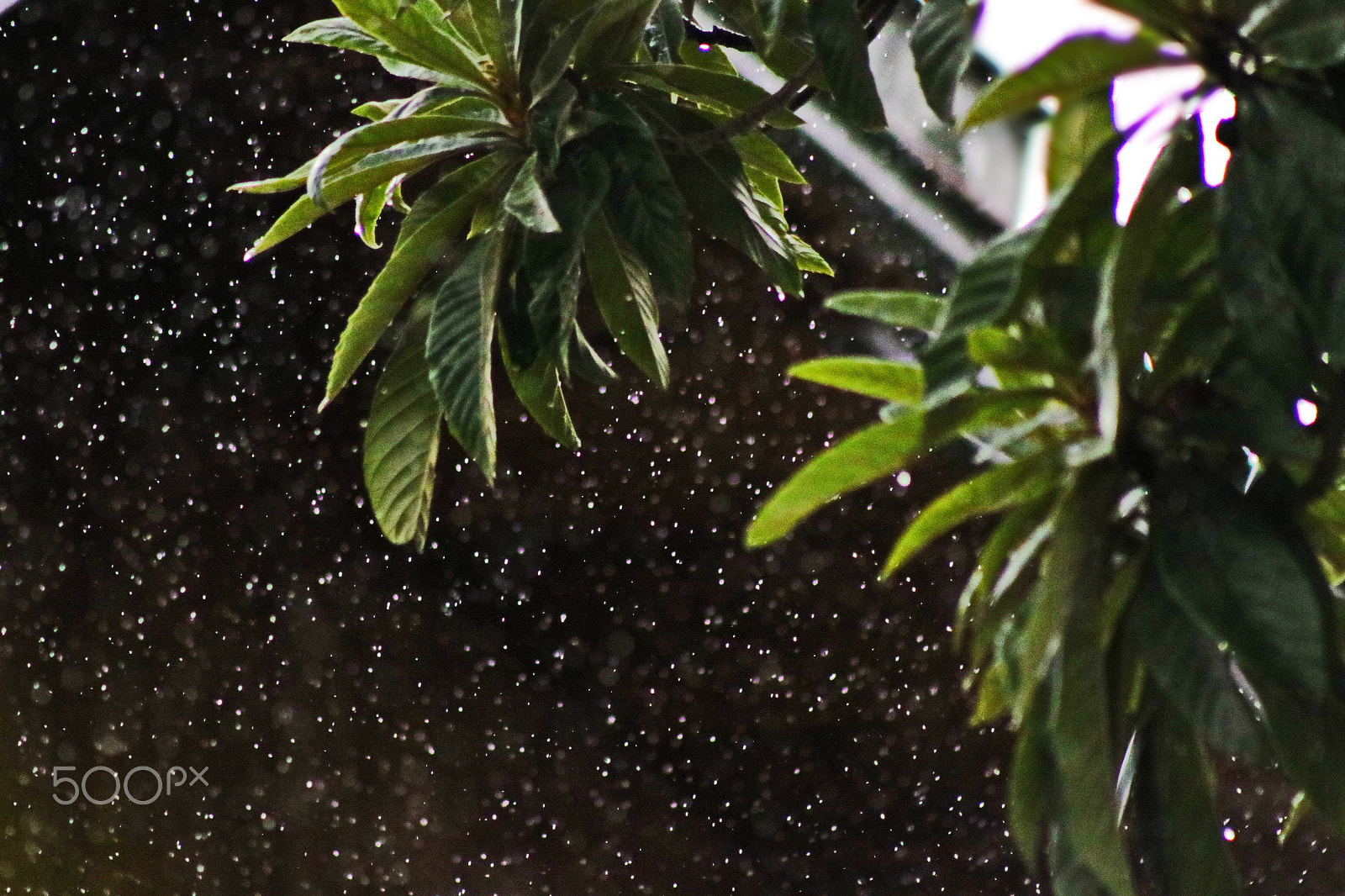 Canon EOS 760D (EOS Rebel T6s / EOS 8000D) + EF75-300mm f/4-5.6 sample photo. Rain again photography