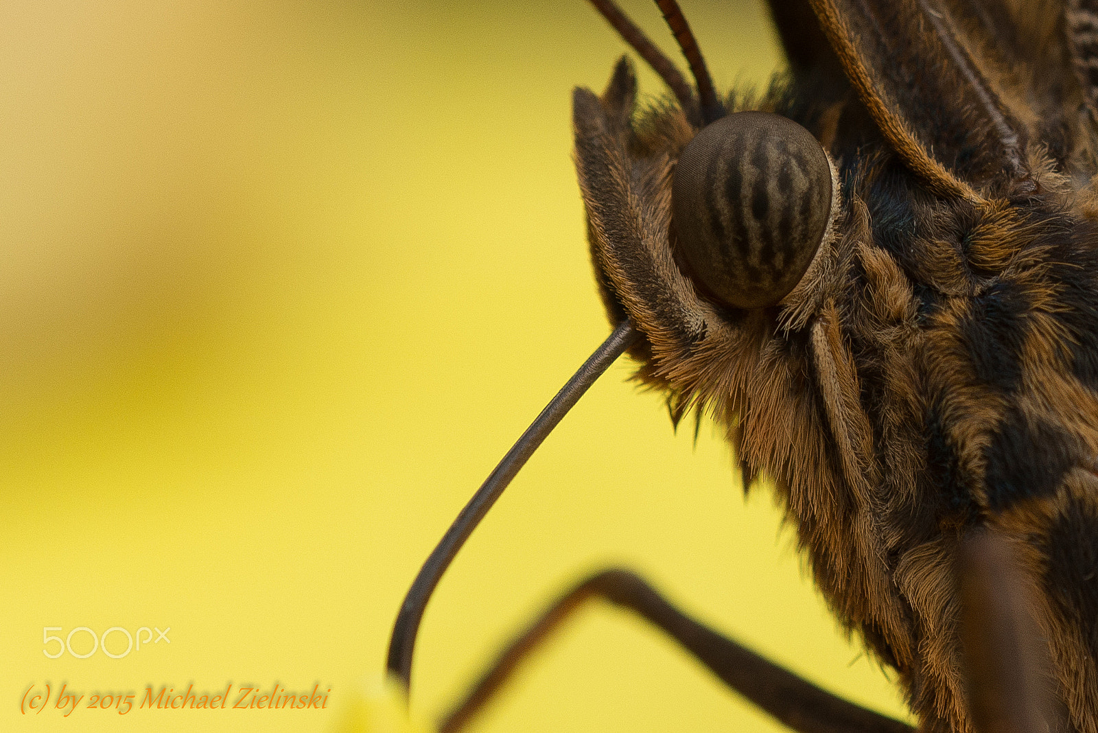 Nikon D800E sample photo. Auge schmetterling photography