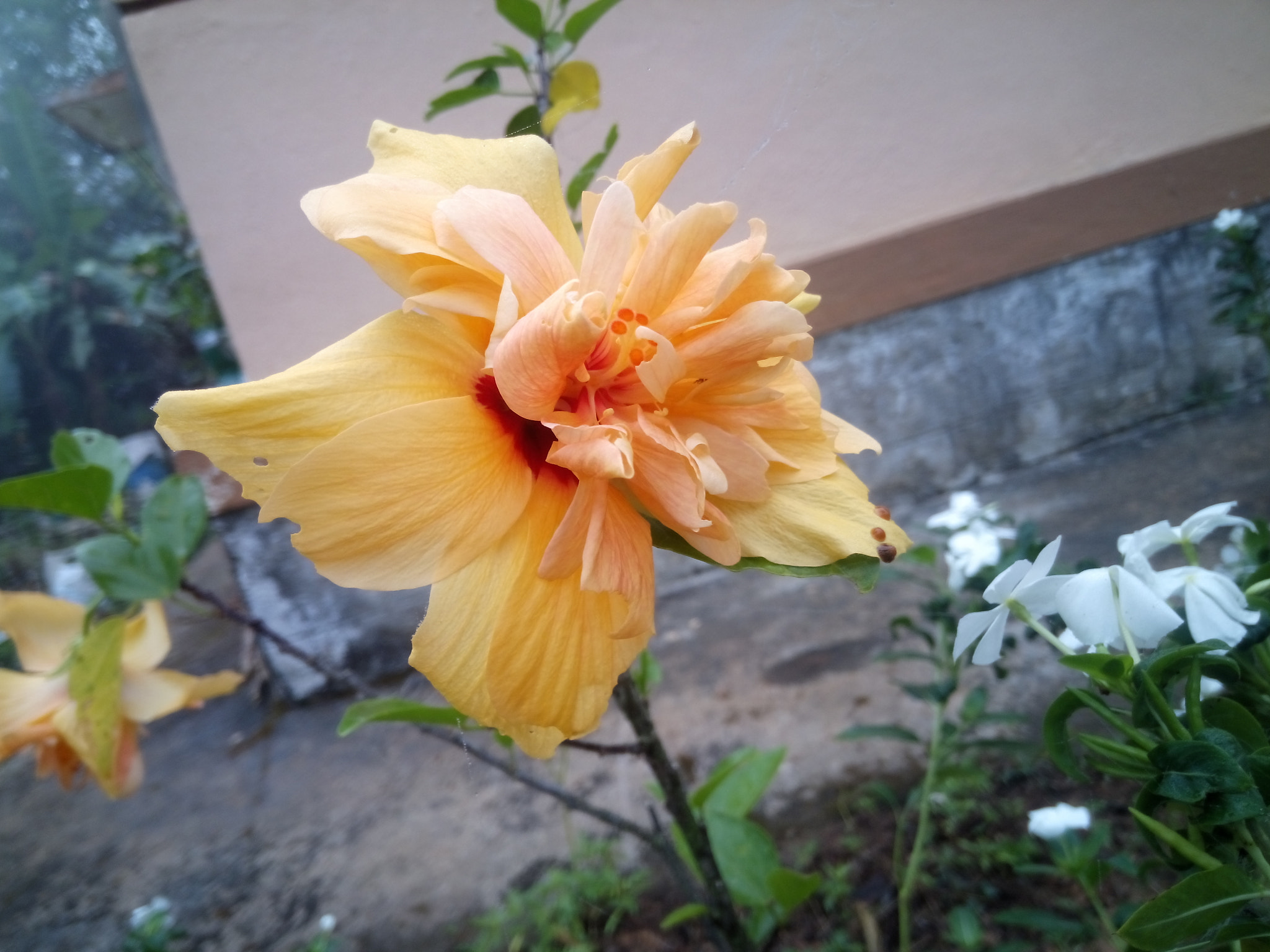 XOLO Q3000 sample photo. Hibiscus photography