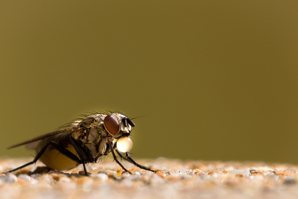 Canon EF 100mm F2.8L Macro IS USM sample photo. Fraicheur de vie, hollywood .......... photography