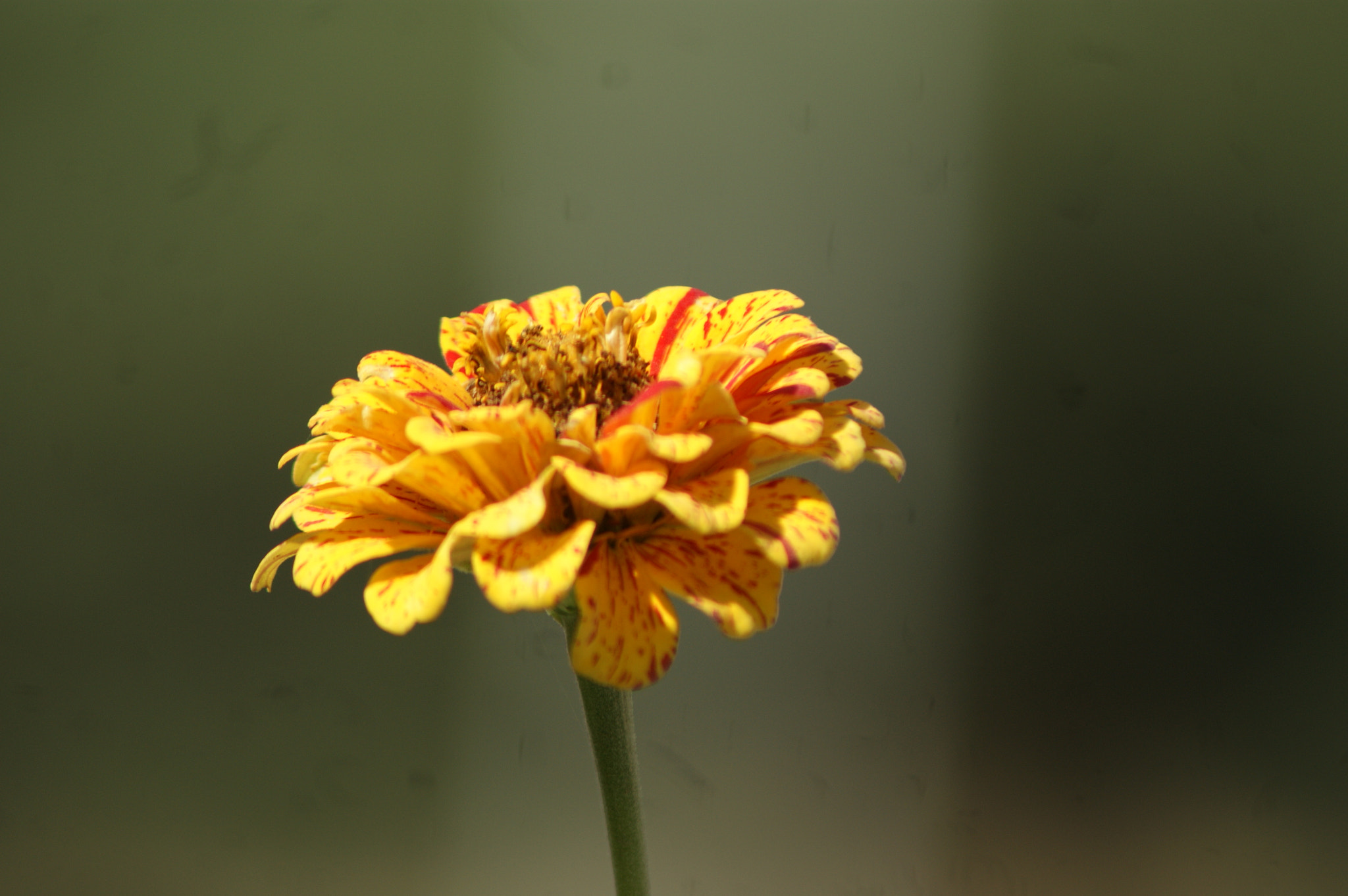 Sony 75-300mm F4.5-5.6 sample photo