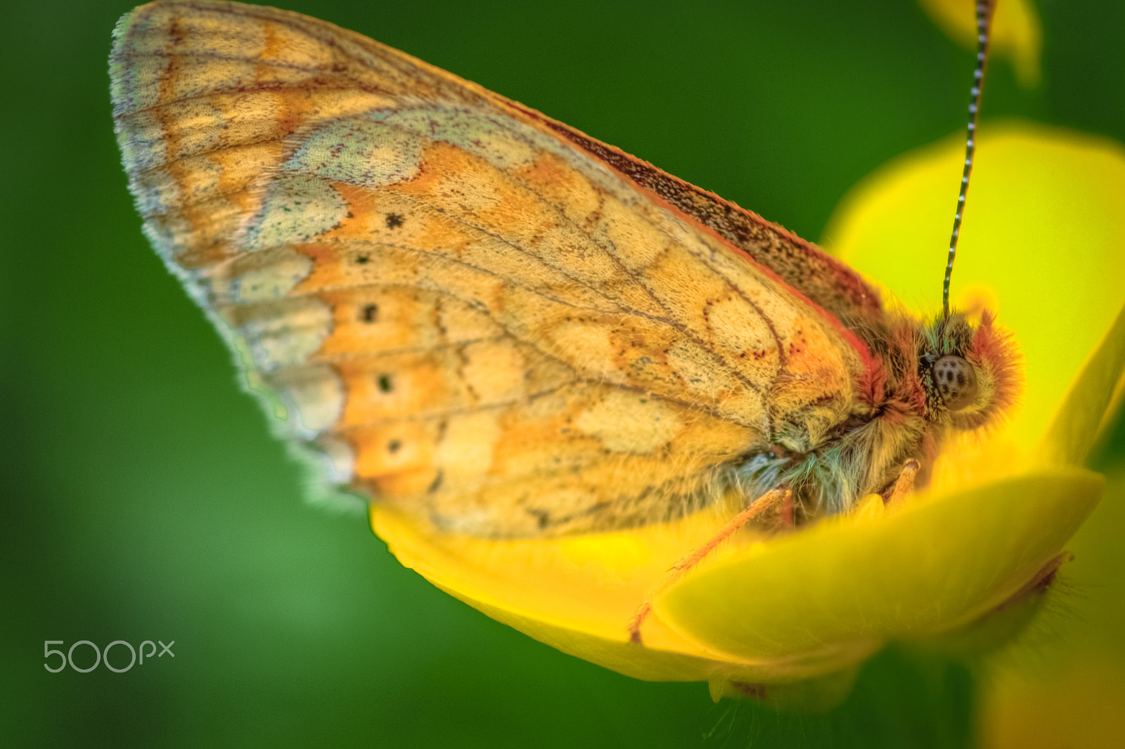 Canon EOS 600D (Rebel EOS T3i / EOS Kiss X5) + Canon EF 100mm F2.8 Macro USM sample photo. A butterfly closeup on the alps photography