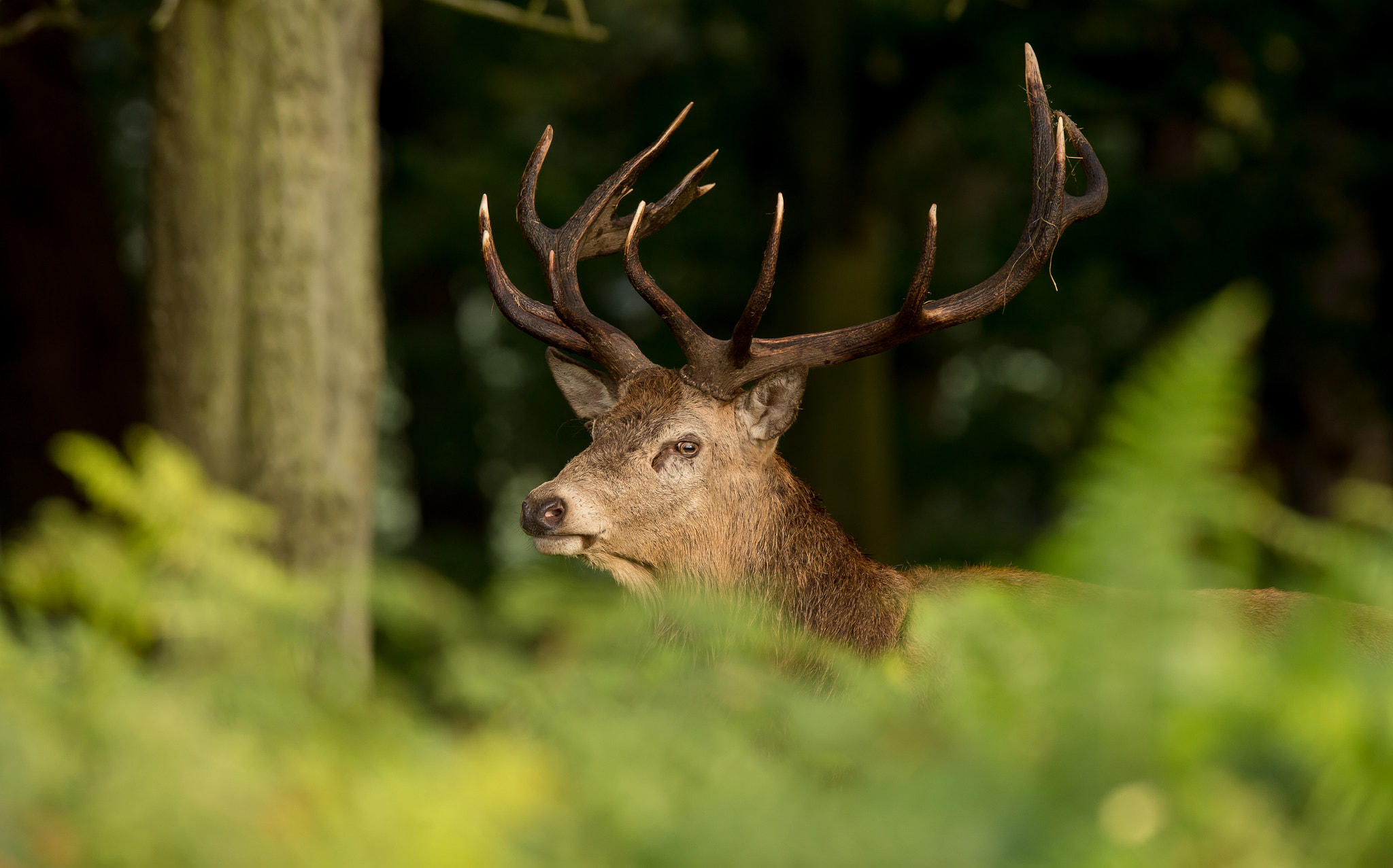 Canon EF 300mm F2.8L IS USM sample photo. Got my eye on you.... photography