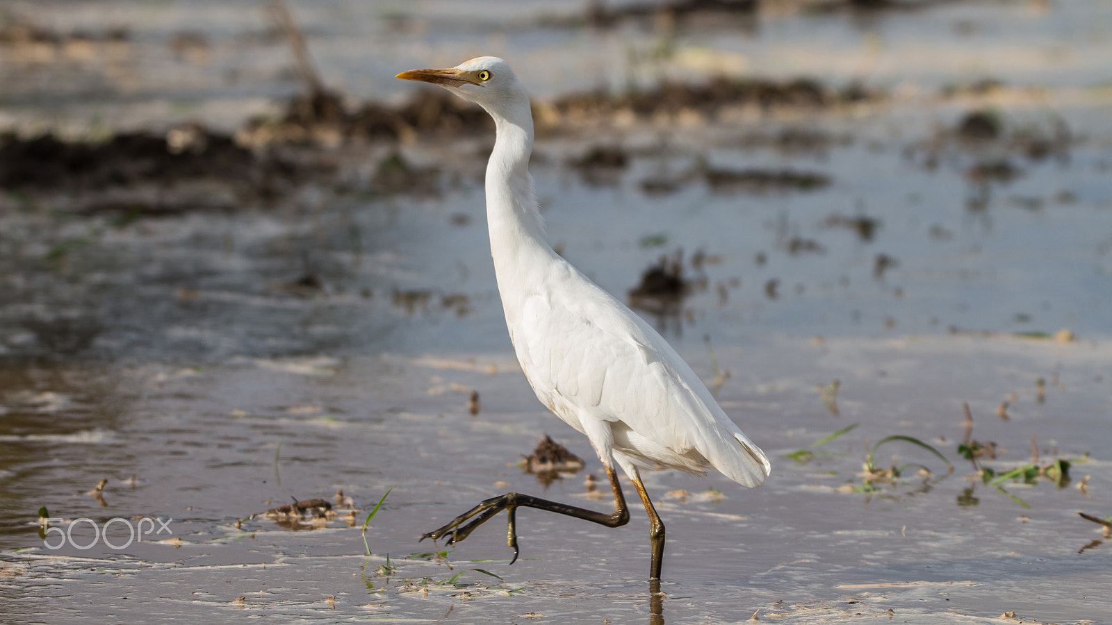 150-600mm F5-6.3 DG OS HSM | Contemporary 015 sample photo. Img photography