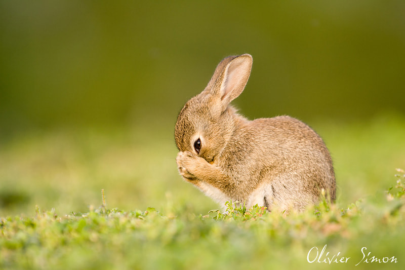 Shy rabbit by Olivier SIMON on 500px.com