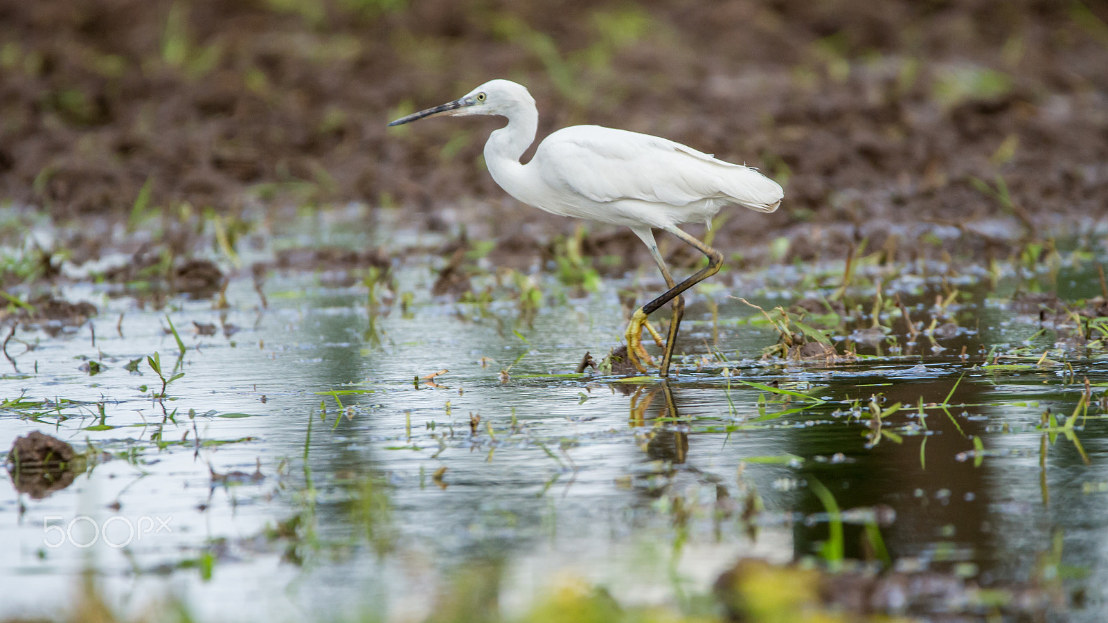150-600mm F5-6.3 DG OS HSM | Contemporary 015 sample photo. Img photography