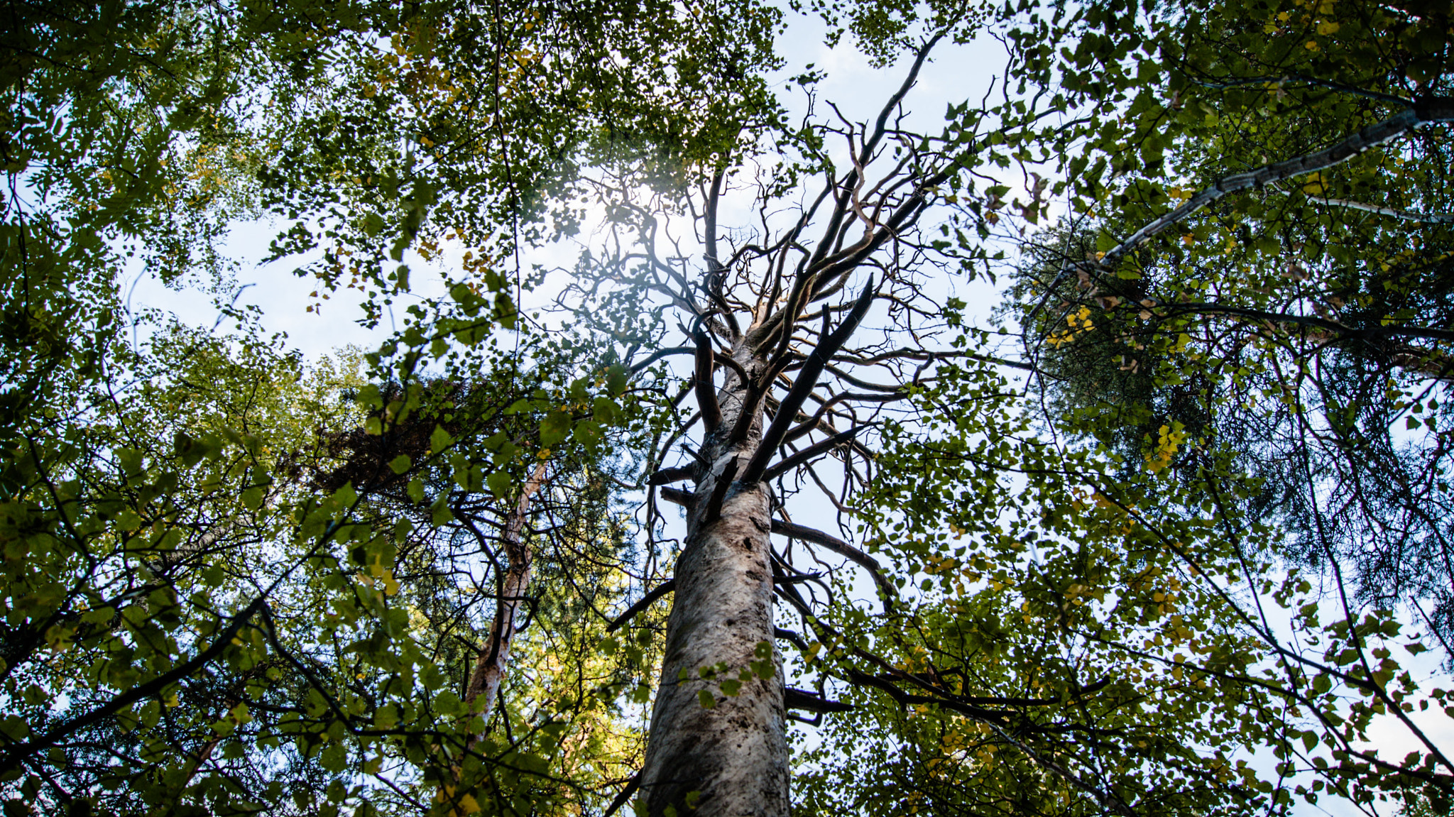 Sony Alpha DSLR-A330 sample photo. Fairy tree photography