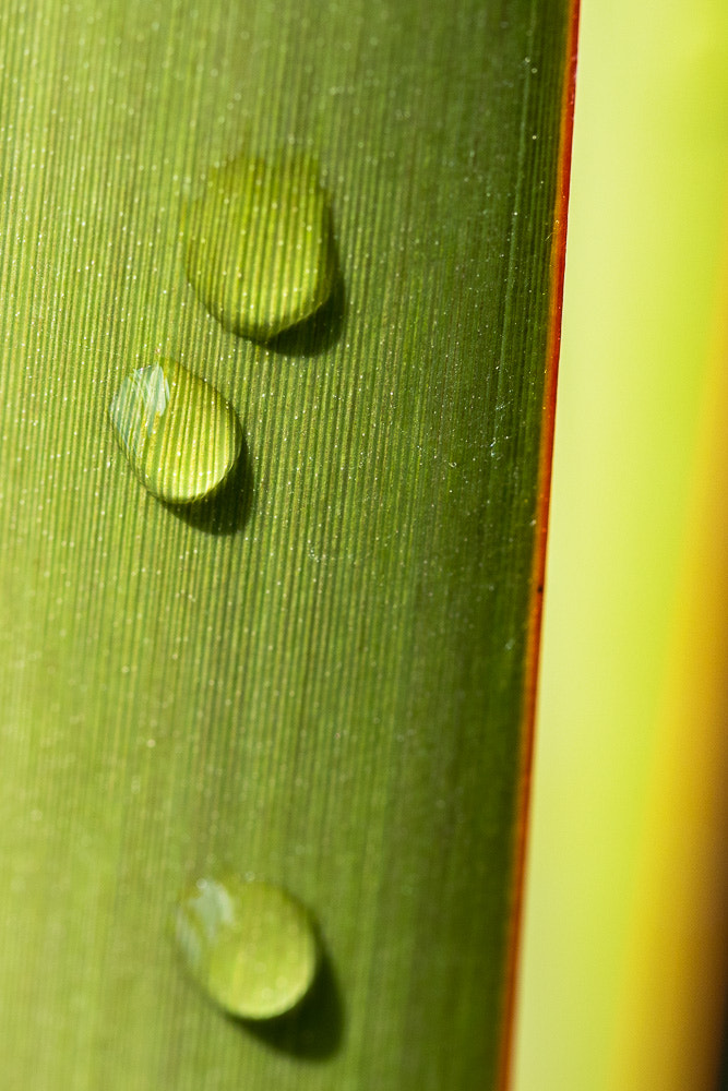 Canon EF 100mm F2.8L Macro IS USM sample photo. Aquagraphisme photography