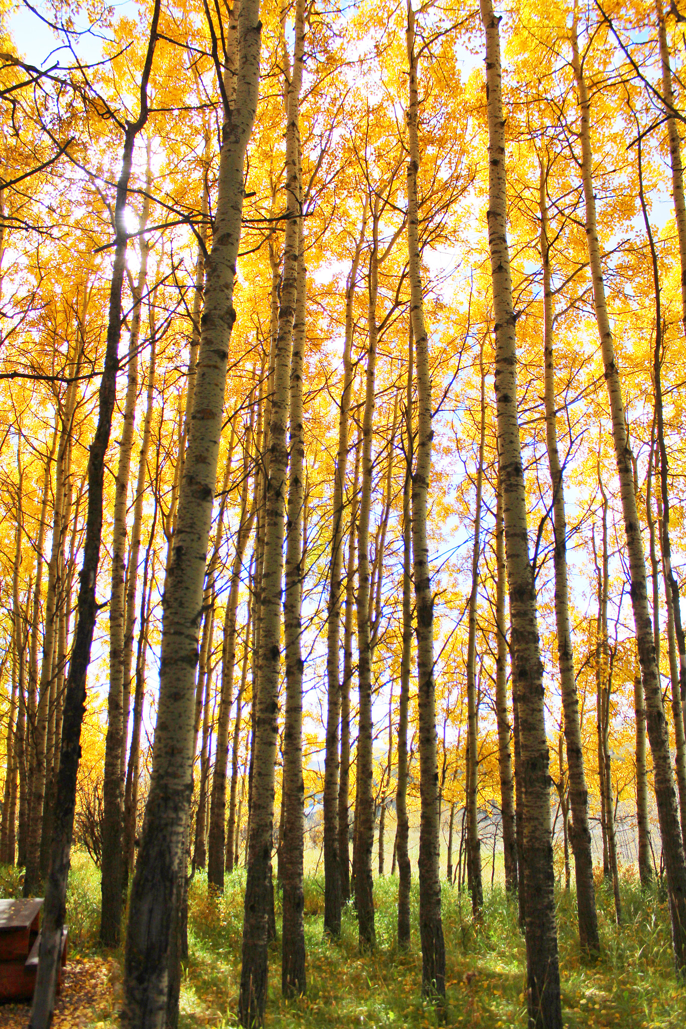 Canon EF-S 18-55mm F3.5-5.6 IS II sample photo. Birch trees, chain lake. photography