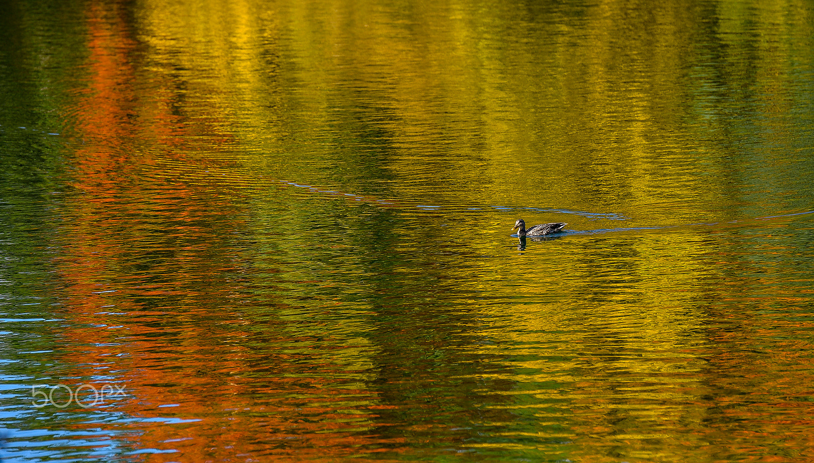 Tamron SP 70-200mm F2.8 Di VC USD sample photo. Autumn in lithuania photography