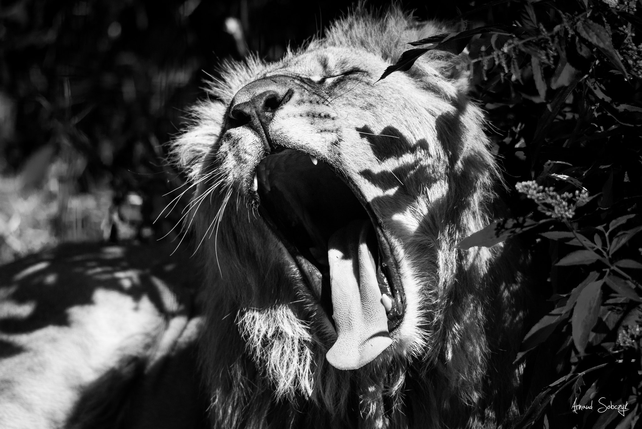 Nikon D810 sample photo. The lion king #2 photography