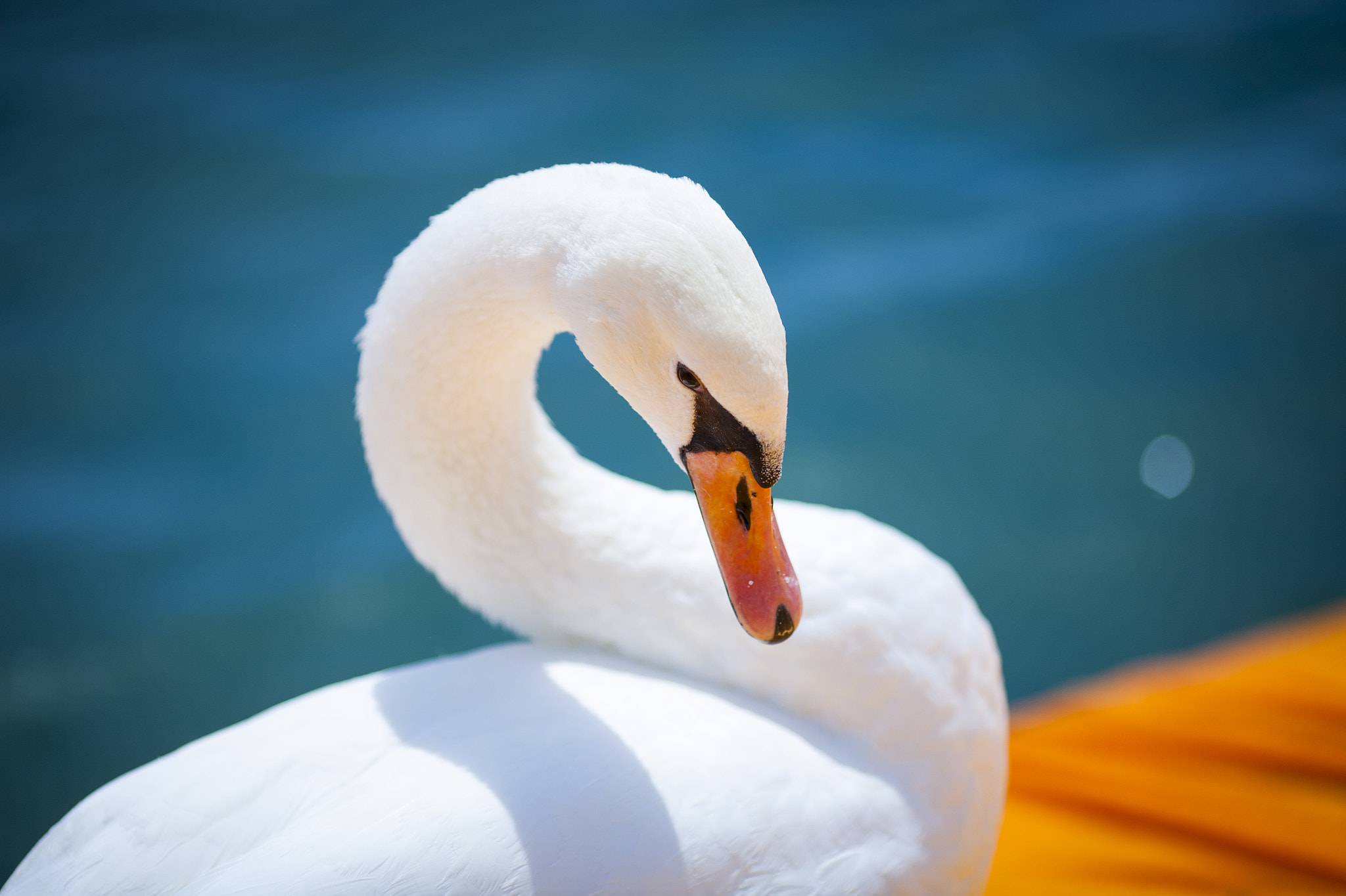 Canon EOS 5D sample photo. #animalsfloatingpiers photography