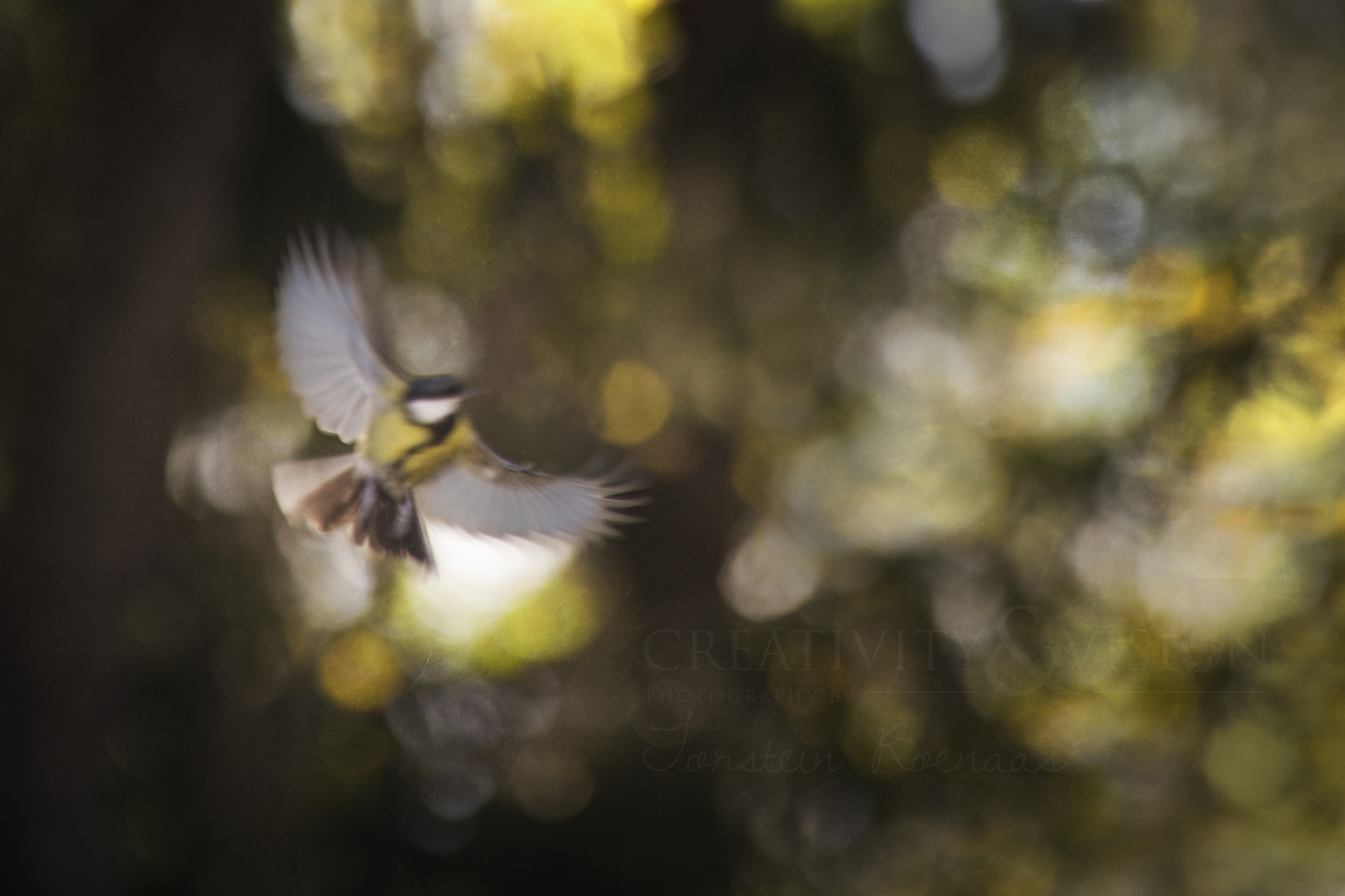 Pentax K-1 sample photo. Great tit photography