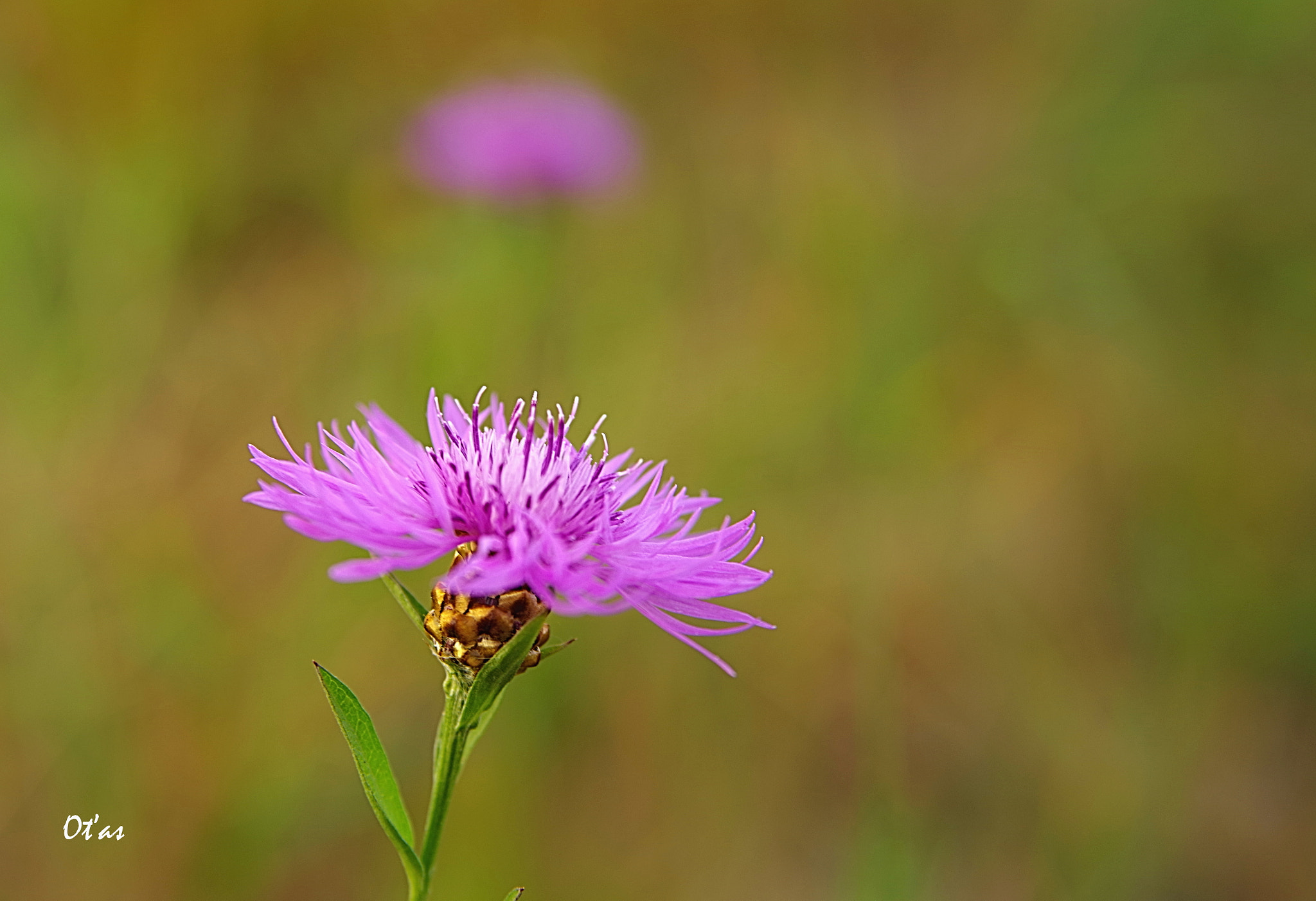 Pentax K-1 sample photo. Flower photography