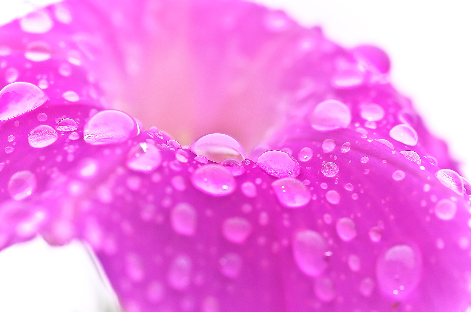 Pentax K-50 + Pentax smc D-FA 100mm F2.8 Macro WR sample photo. Morning glory photography