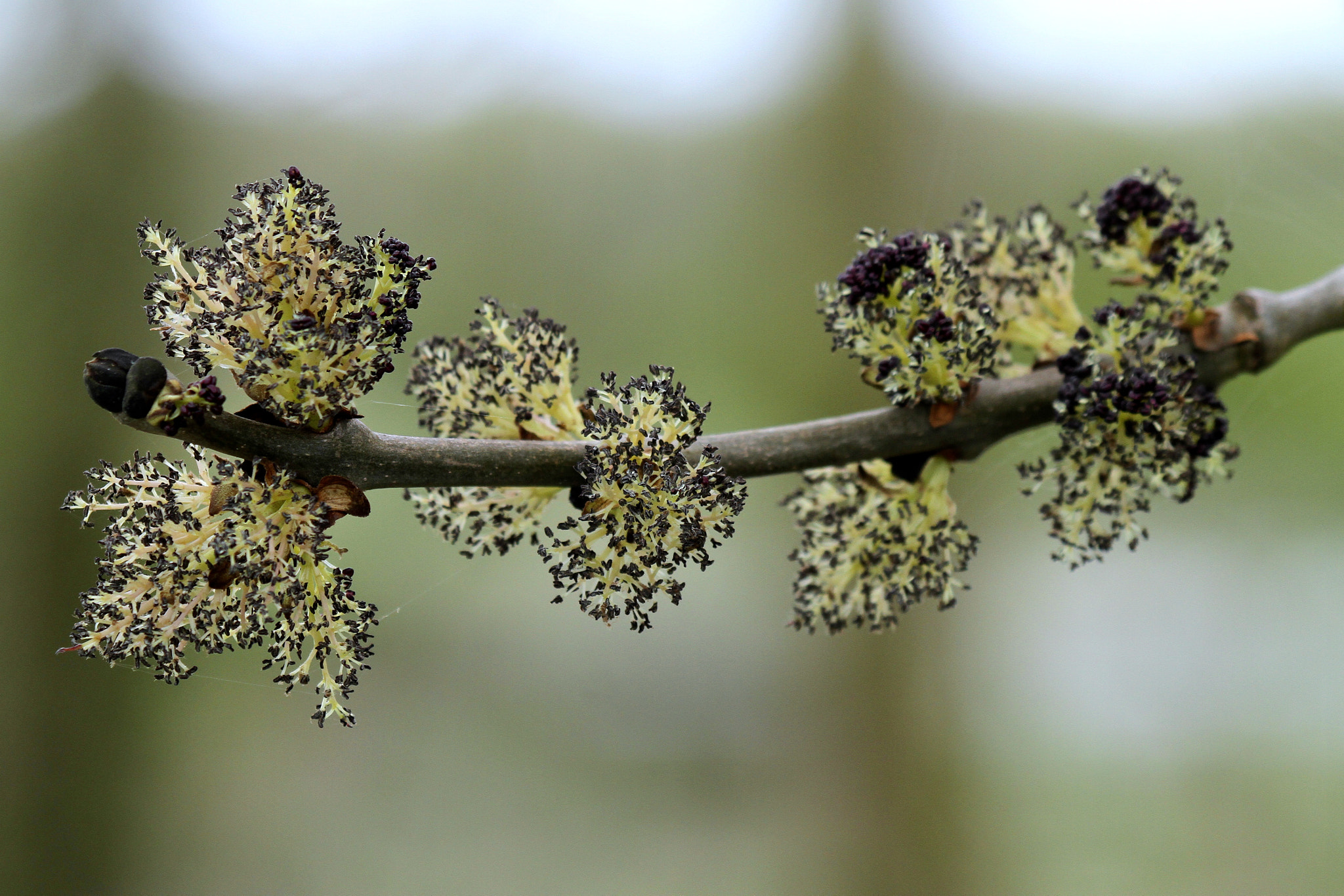 Canon EF 100-400mm F4.5-5.6L IS USM sample photo. Back to springtime photography