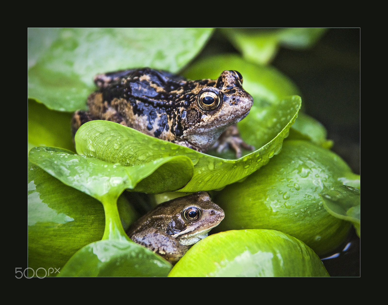 Nikon AF Nikkor 24-85mm F2.8-4D IF sample photo. Froggie/s photography