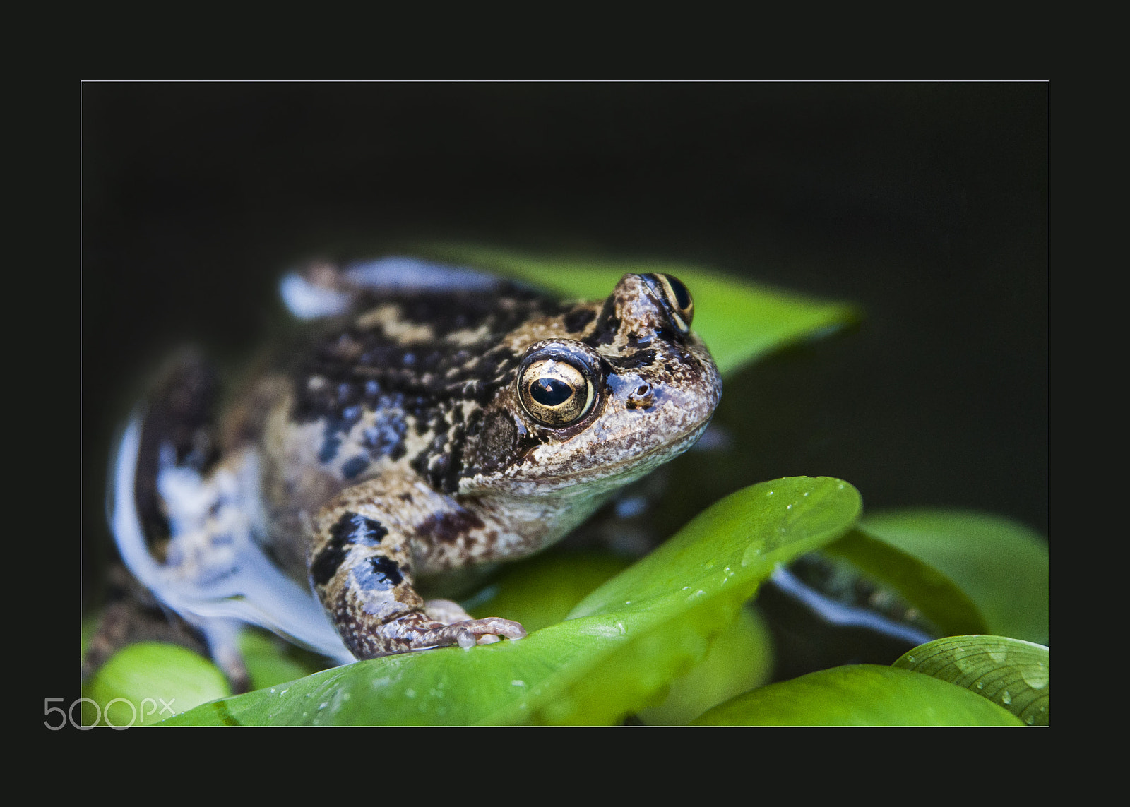 Nikon AF Nikkor 24-85mm F2.8-4D IF sample photo. Froggie/s photography