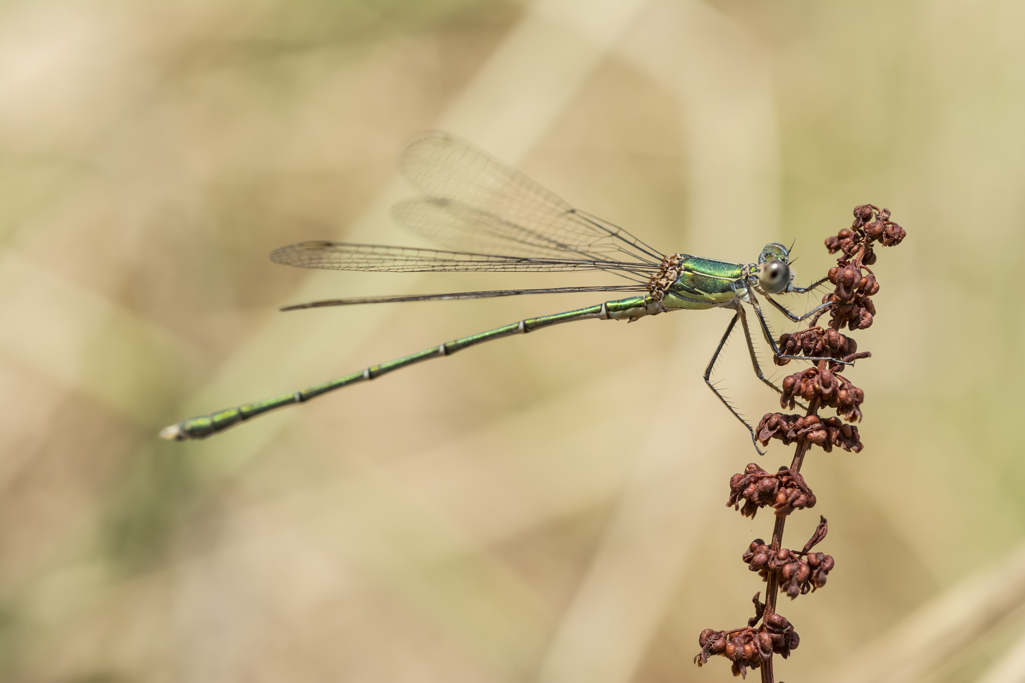 Nikon D7100 + AF Micro-Nikkor 60mm f/2.8 sample photo. Lestes viridis photography