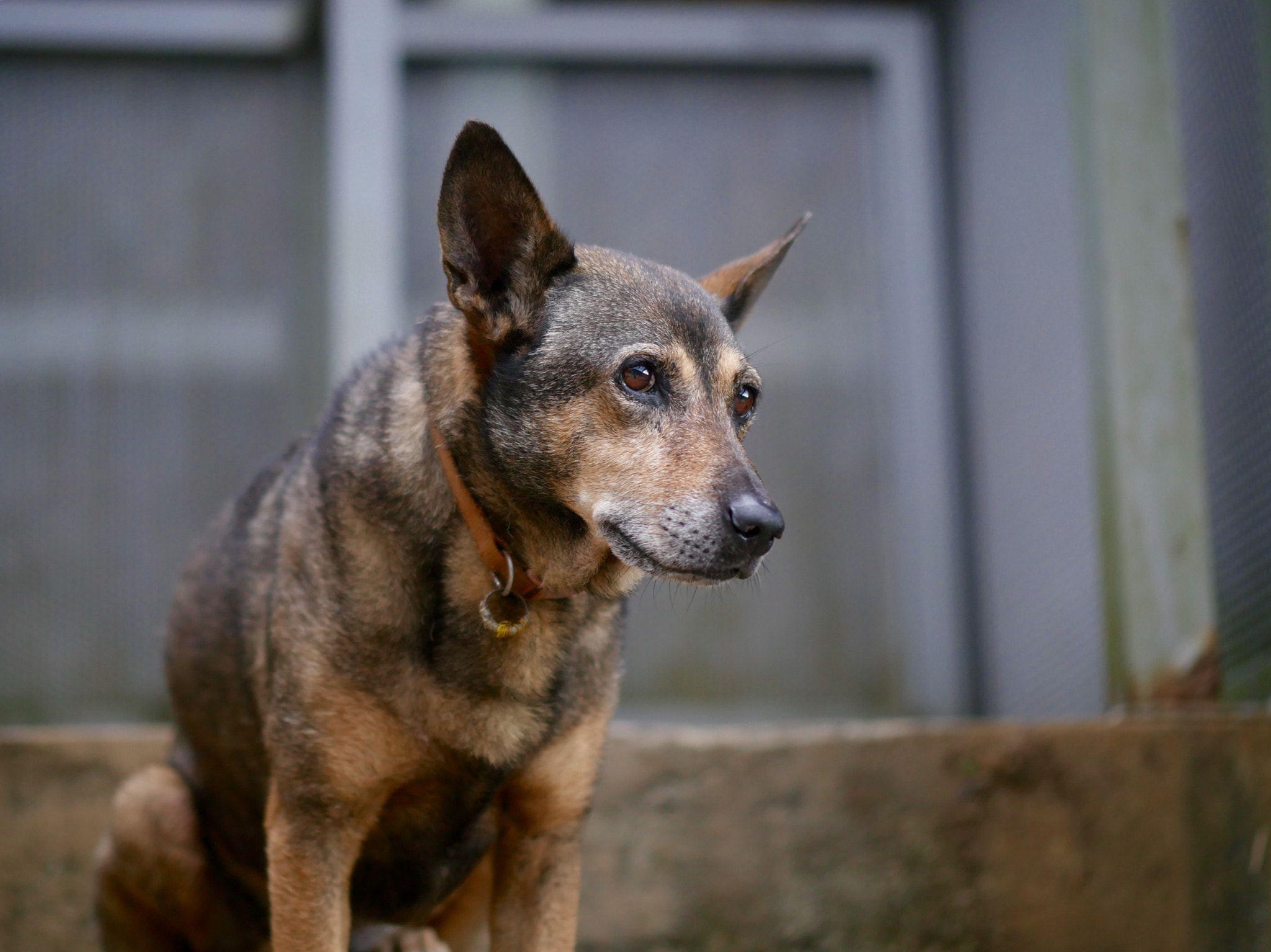 Panasonic Leica DG Nocticron 42.5mm F1.2 ASPH OIS sample photo. Good boy photography
