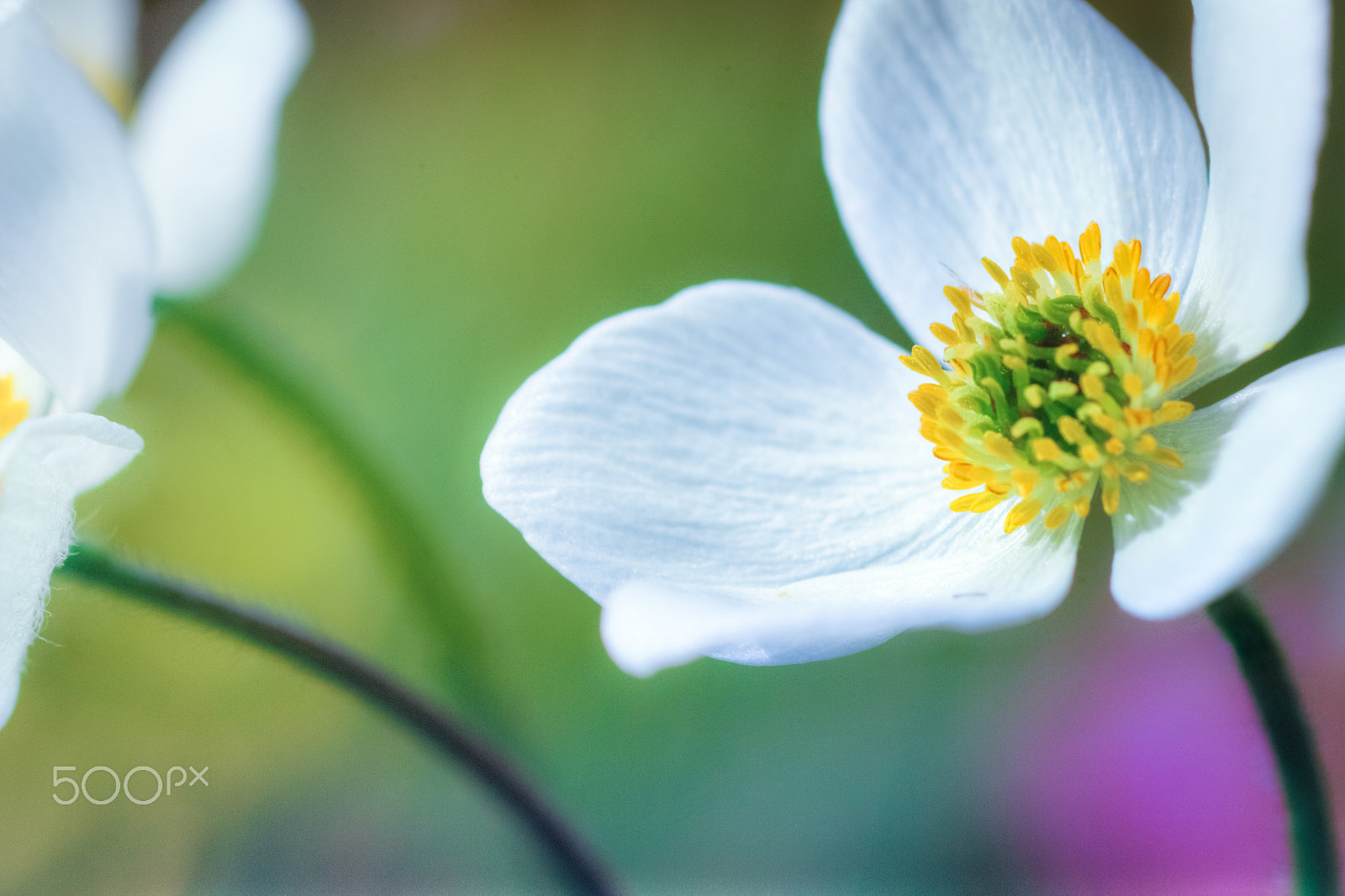 Canon EOS 600D (Rebel EOS T3i / EOS Kiss X5) + Canon EF 100mm F2.8 Macro USM sample photo. Narcissus-flowered anemone closeup photography