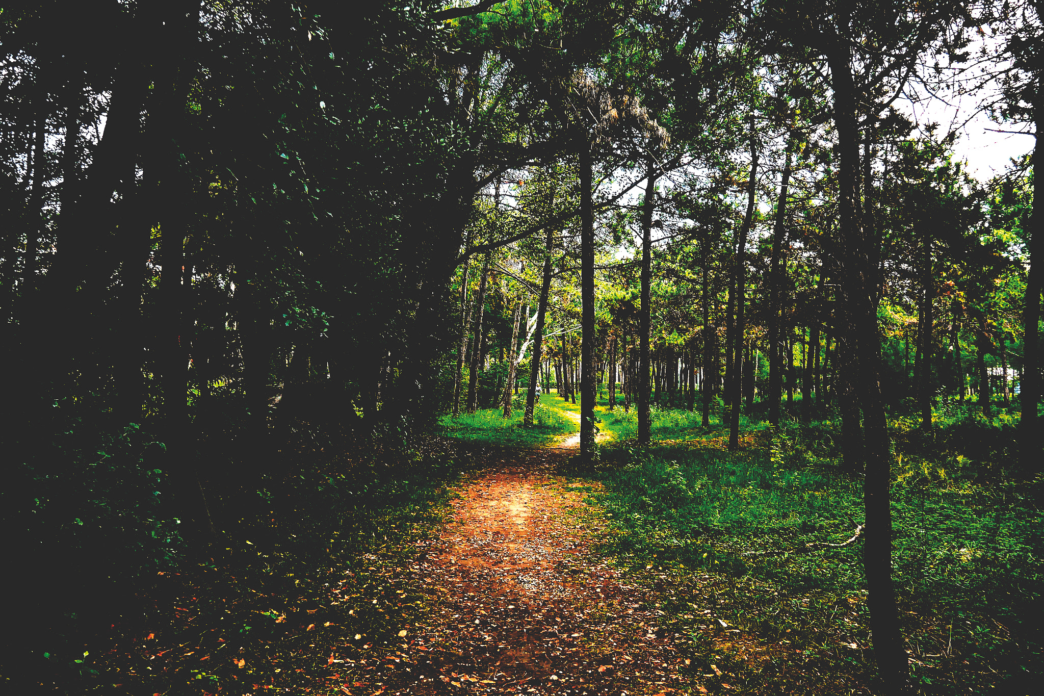 LUMIX G VARIO PZ 14-42/F3.5-5.6 sample photo. In the forest photography