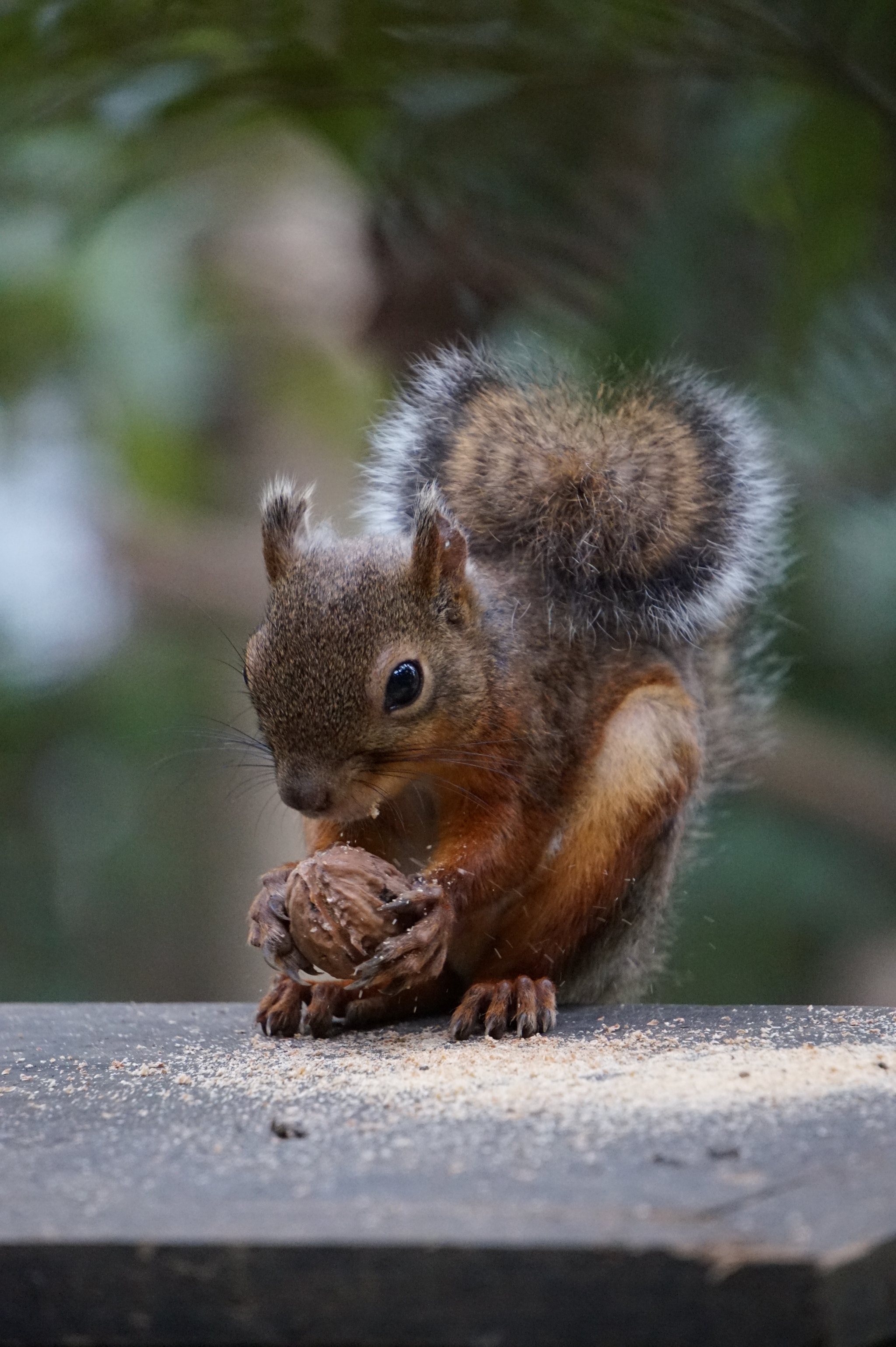 Sony E 55-210mm F4.5-6.3 OSS sample photo. Japanese squirrel photography