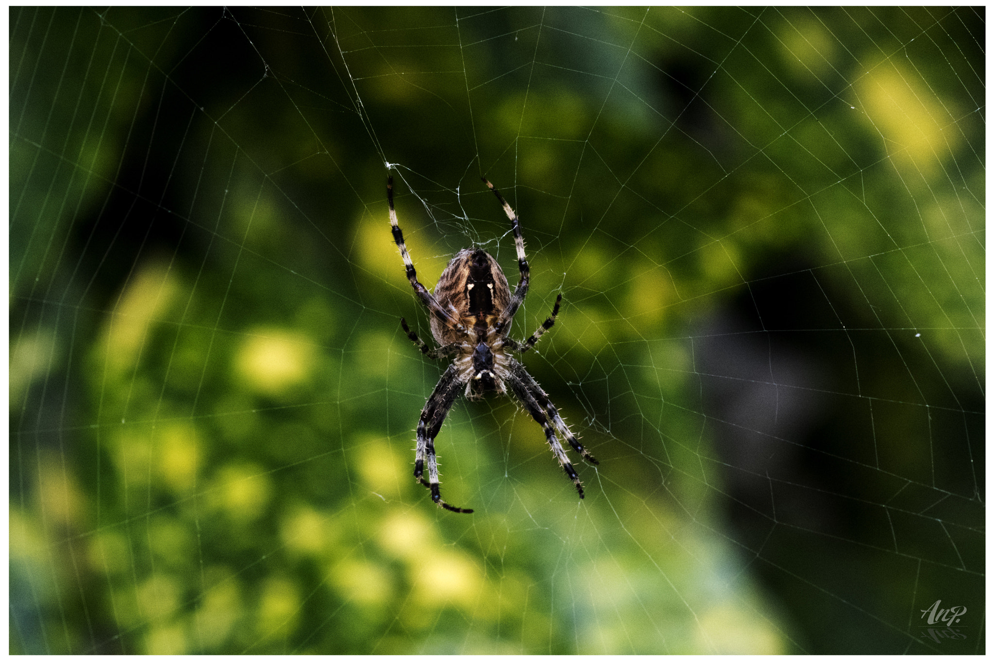 Pentax K-3 sample photo. A licosydae in his web photography