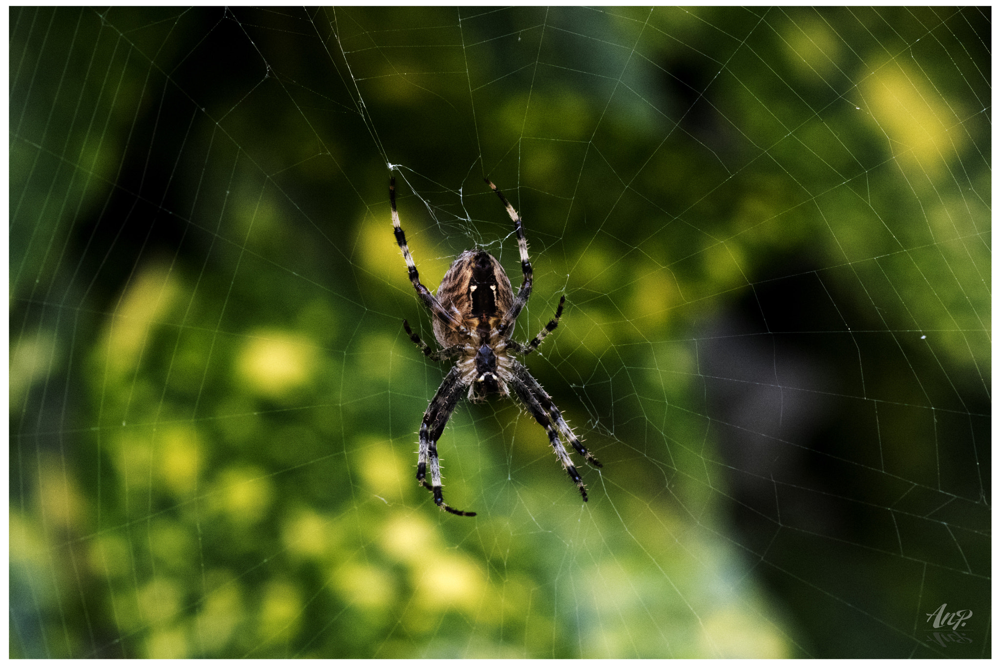 Pentax K-3 + Tamron SP AF 90mm F2.8 Di Macro sample photo. A licosydae in his web photography