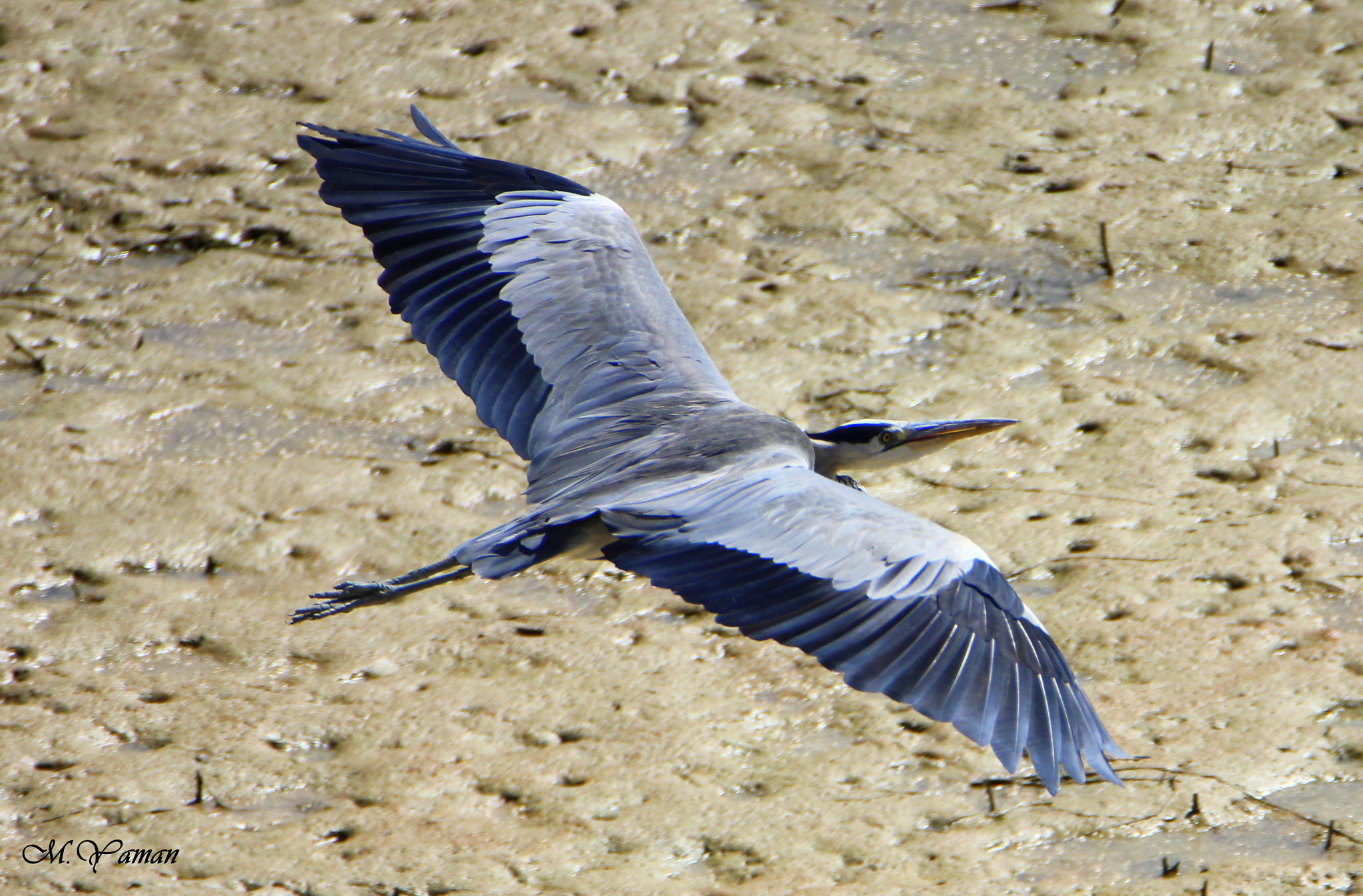 Tamron SP 150-600mm F5-6.3 Di VC USD sample photo. Grey heron - gri balıkçıl photography