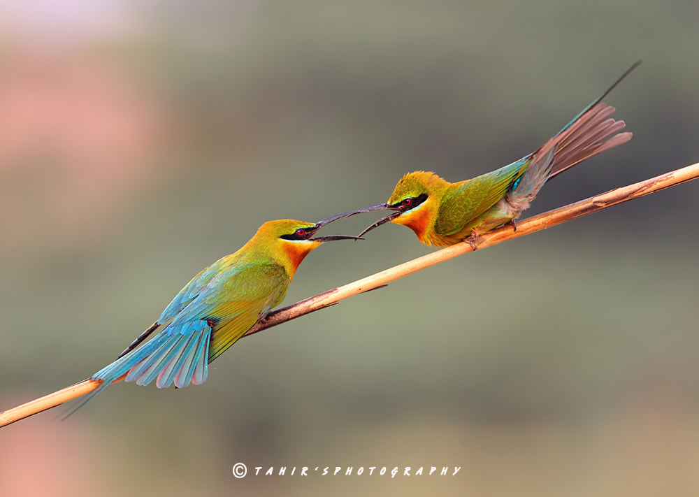 Canon EOS 7D Mark II + Canon EF 400mm F5.6L USM sample photo. Blue tailed bee eater photography